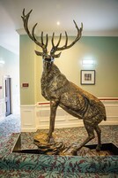 A large stag sculpture in a lobby with patterned carpet, a lift sign, and a framed picture on the wall.