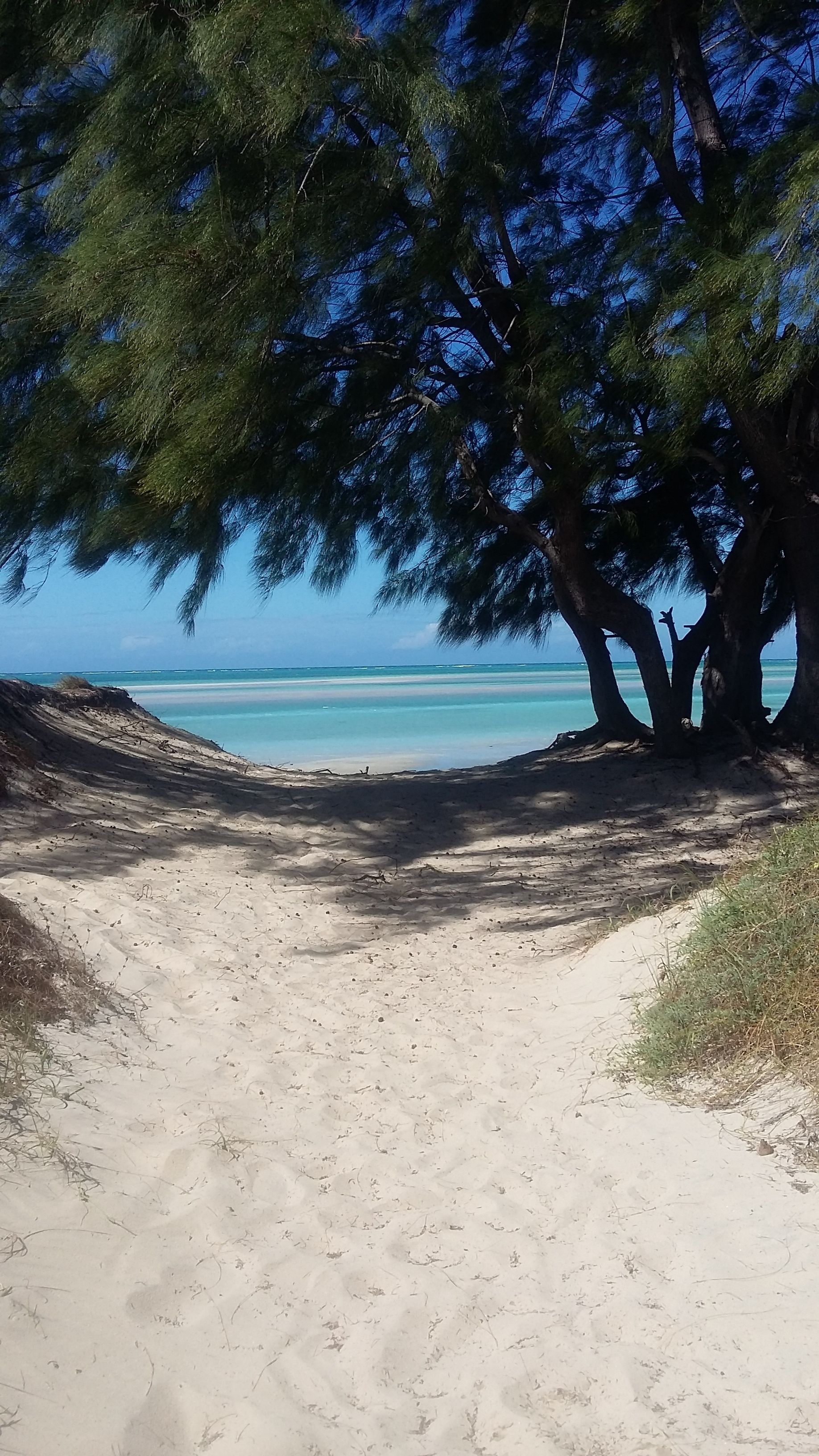 Una playa arenosa con un gran árbol que da sombra.