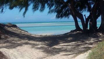 Una playa arenosa con un gran árbol que da sombra.