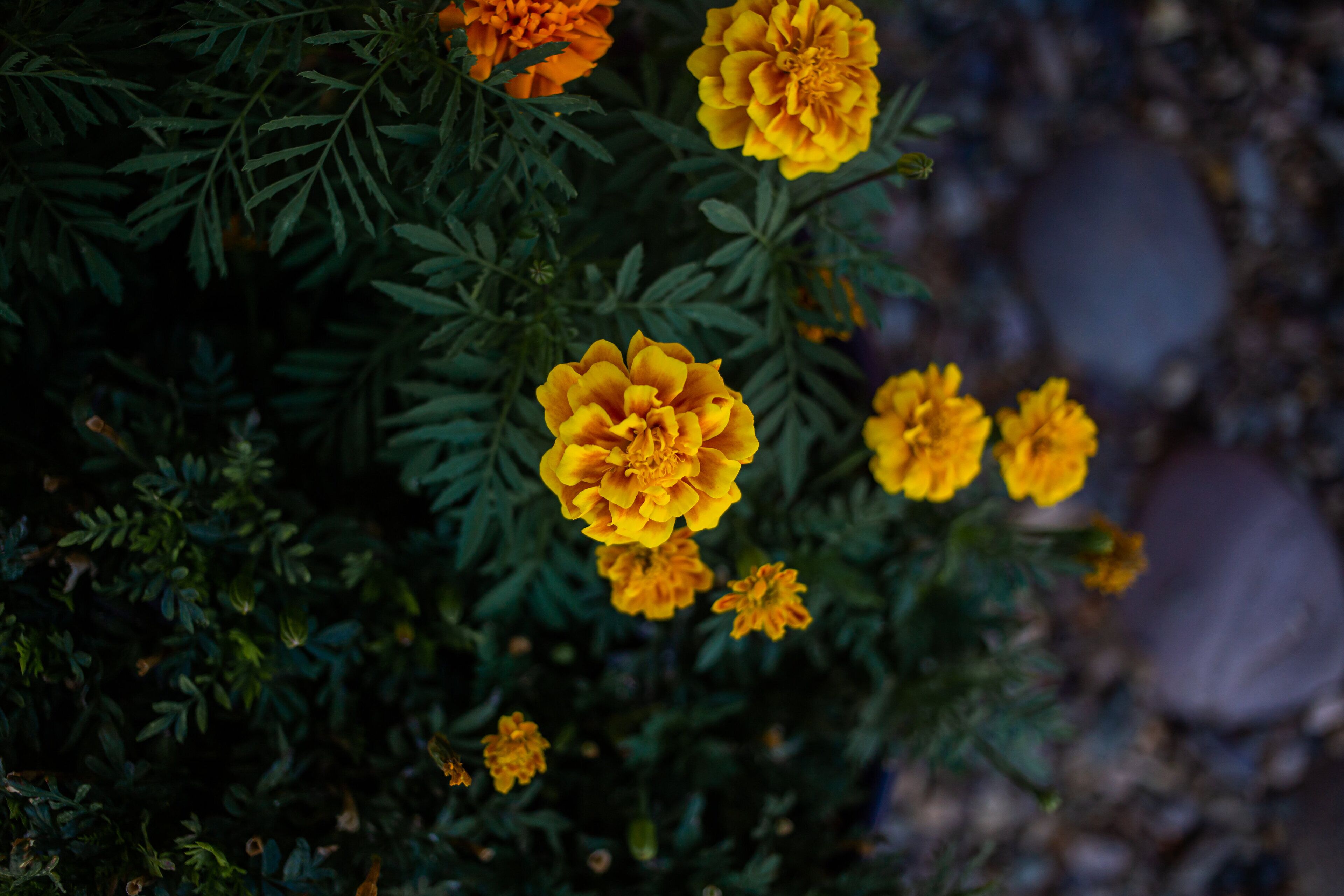 A close-up of marigold flowers with dense green foliage.