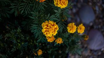 A close-up of marigold flowers with dense green foliage.