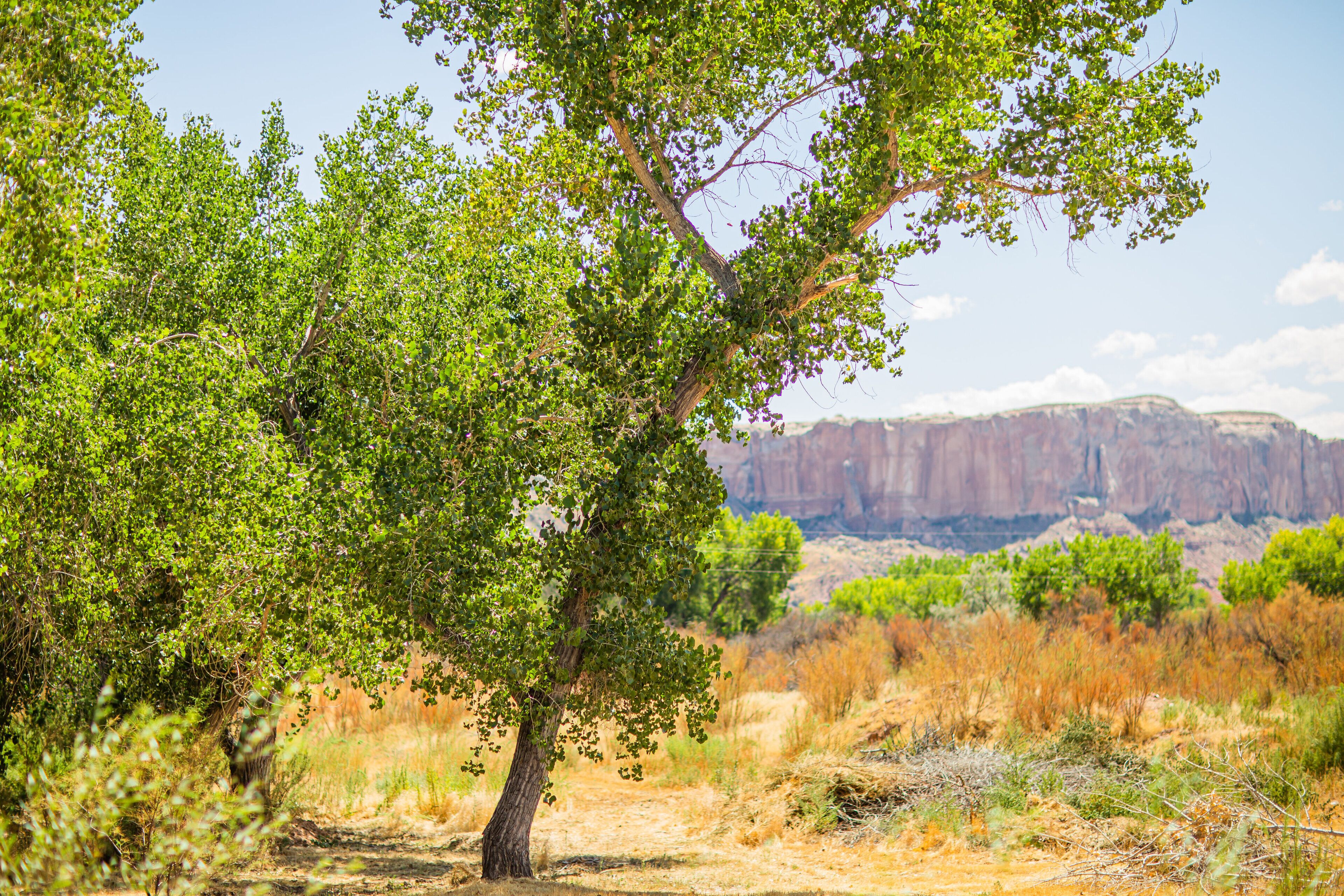 Un sendero bordeado de árboles con vistas a un cañón al fondo.