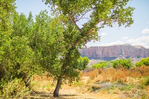 A tree-lined path with a view of a canyon in the background.