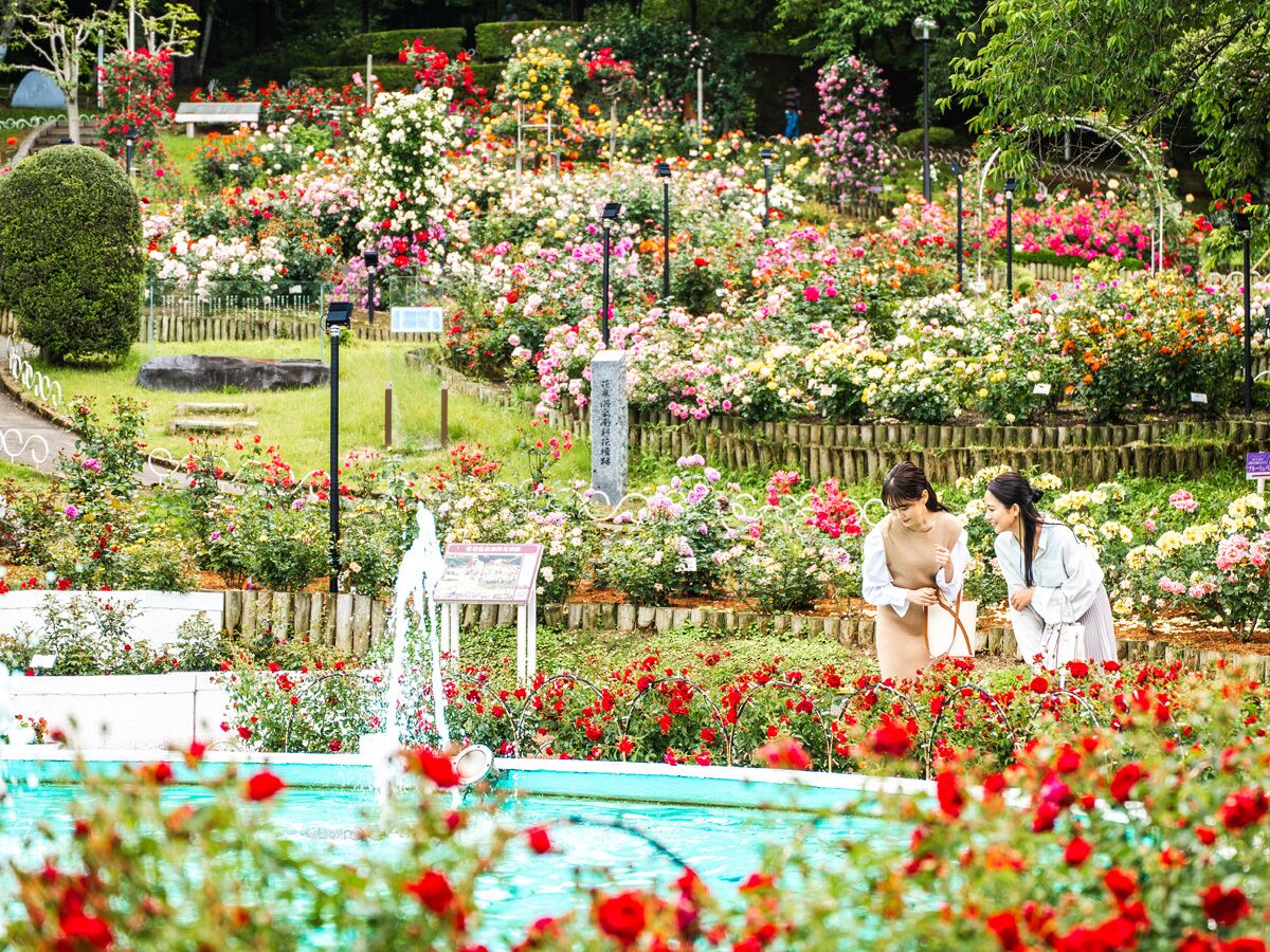 Un jardín con piscina, rodeado de diversas flores y plantas.