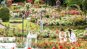 Un jardín con piscina, rodeado de diversas flores y plantas.