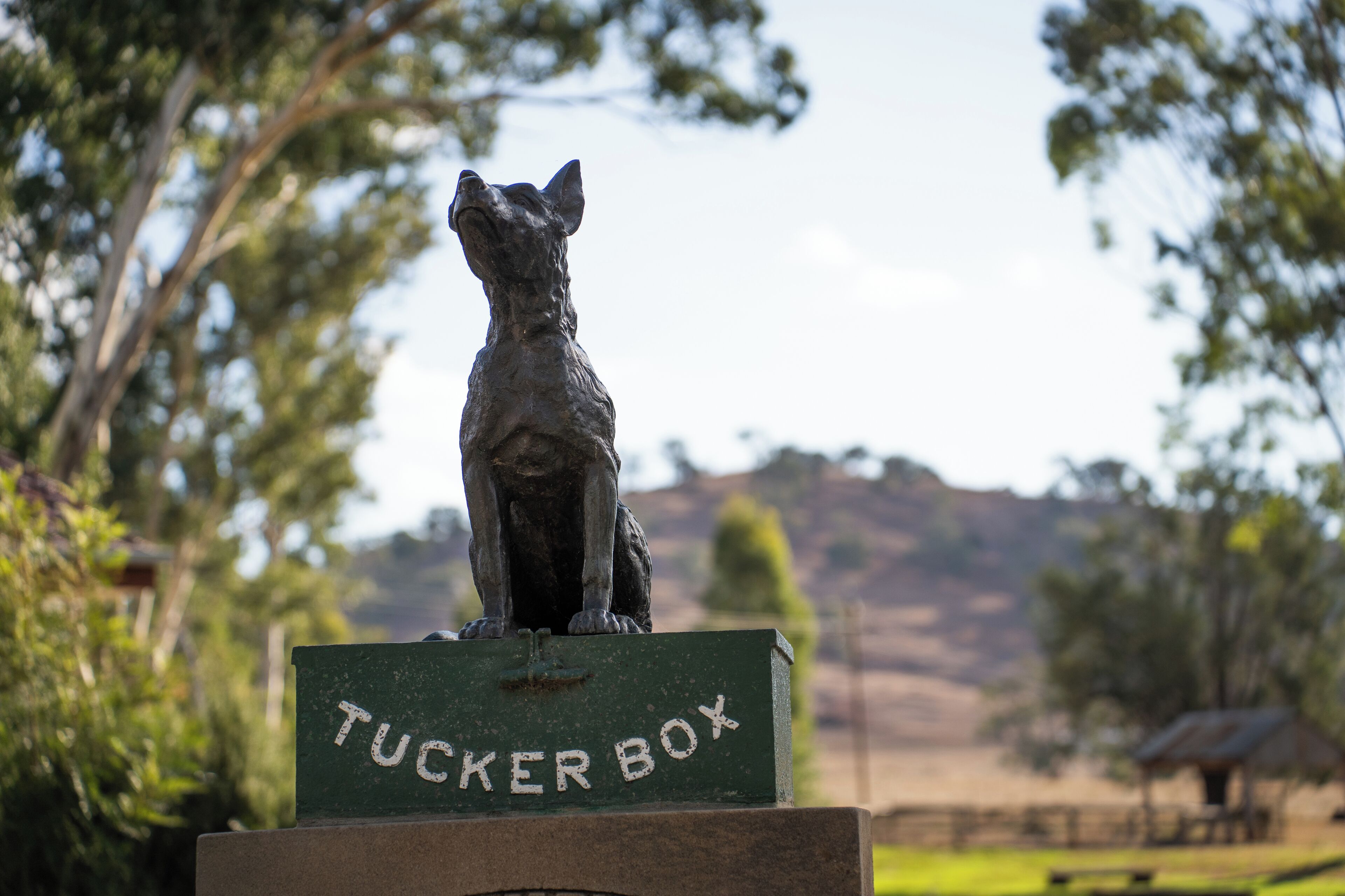 Une statue de chien est placée sur une plaque verte portant l’inscription « Tucker Box », dans un parc avec des arbres et des collines en arrière-plan.