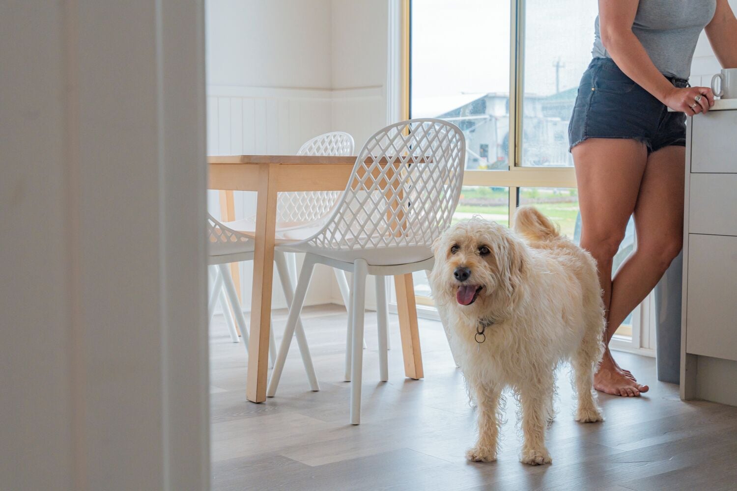 Un chien se tient dans une pièce où se trouvent une table en bois et des chaises blanches.