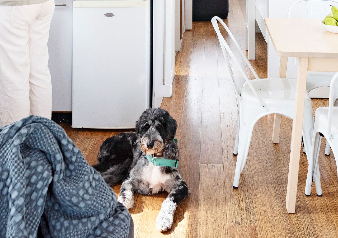 Un perro descansando sobre un piso de madera en una habitación con muebles blancos, incluyendo una mesa y sillas.