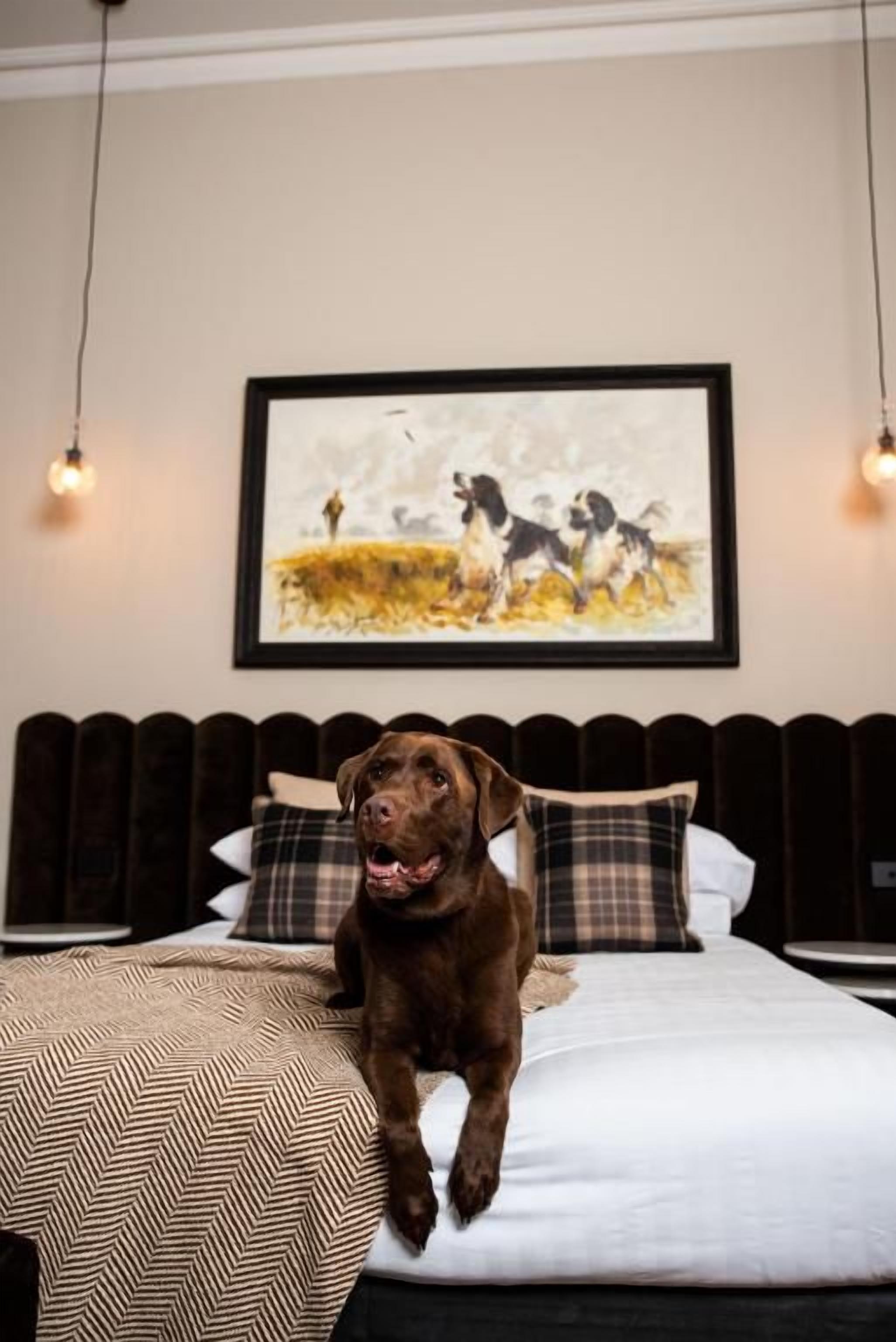 Un chien allongé sur un lit, avec un tableau encadré accroché au-dessus.