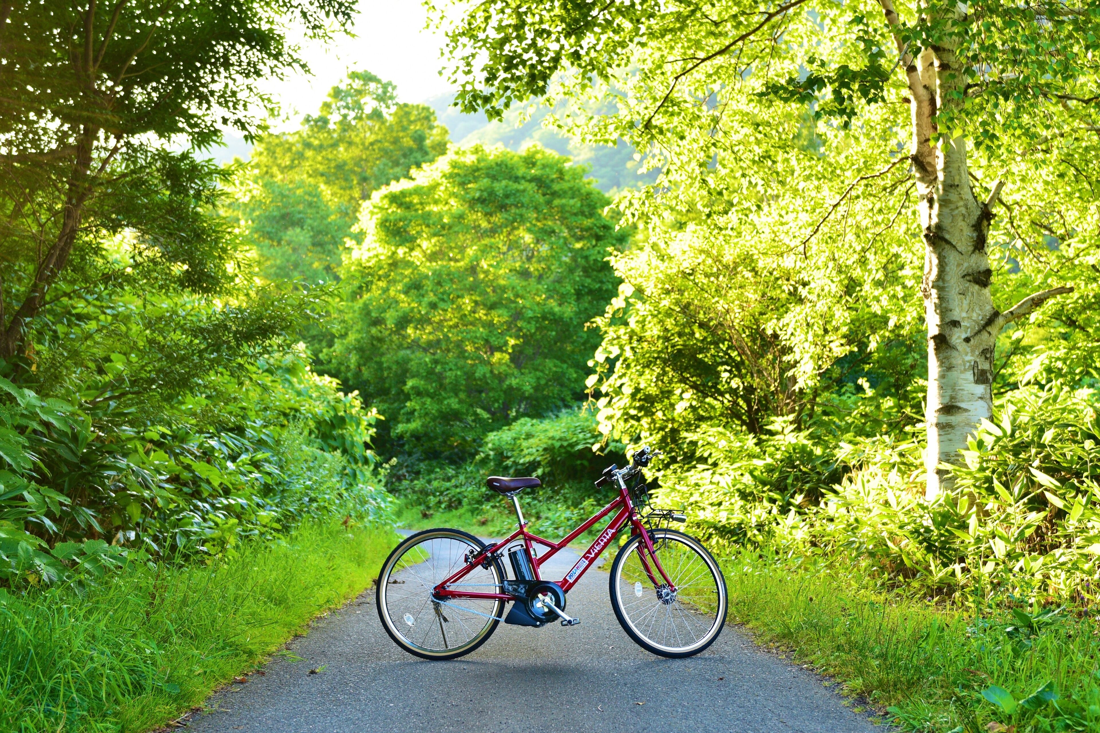 A red bicycle parked on a paved path surrounded by lush greenery.