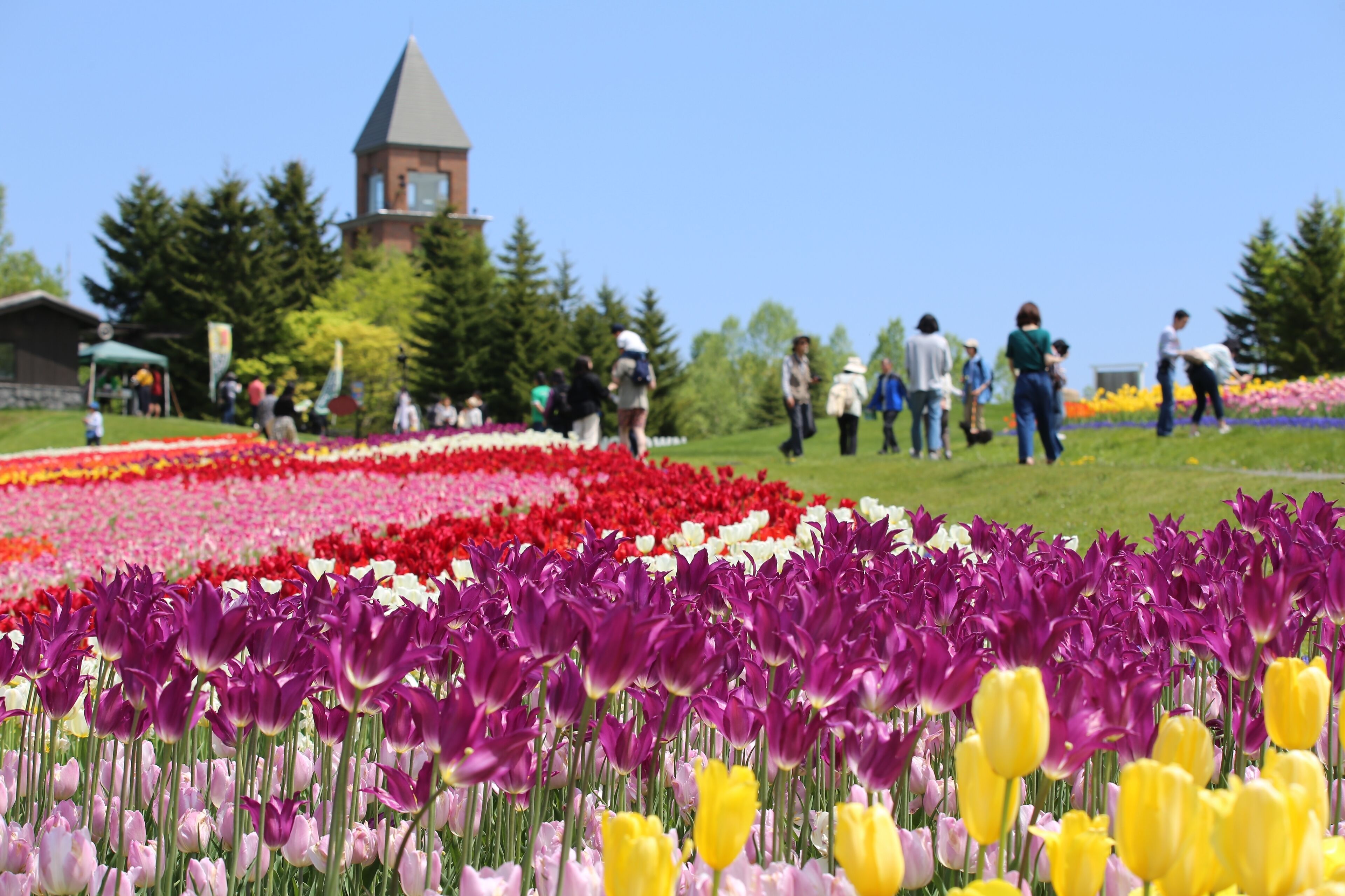 A garden with a variety of tulips and a tower-like structure in the background.