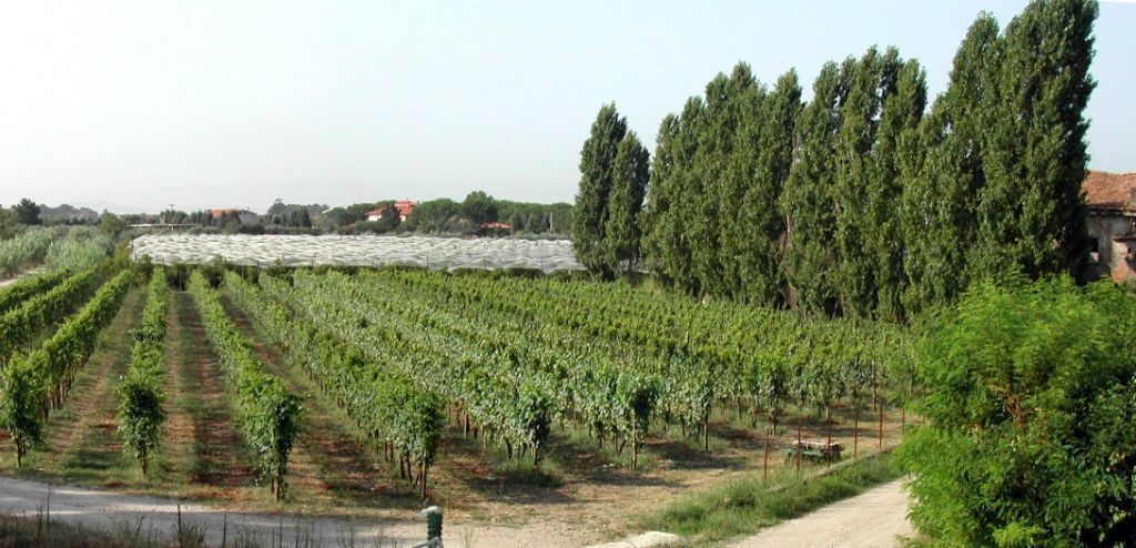 A vineyard with rows of grapevines, a dirt path, and tall trees in the background.