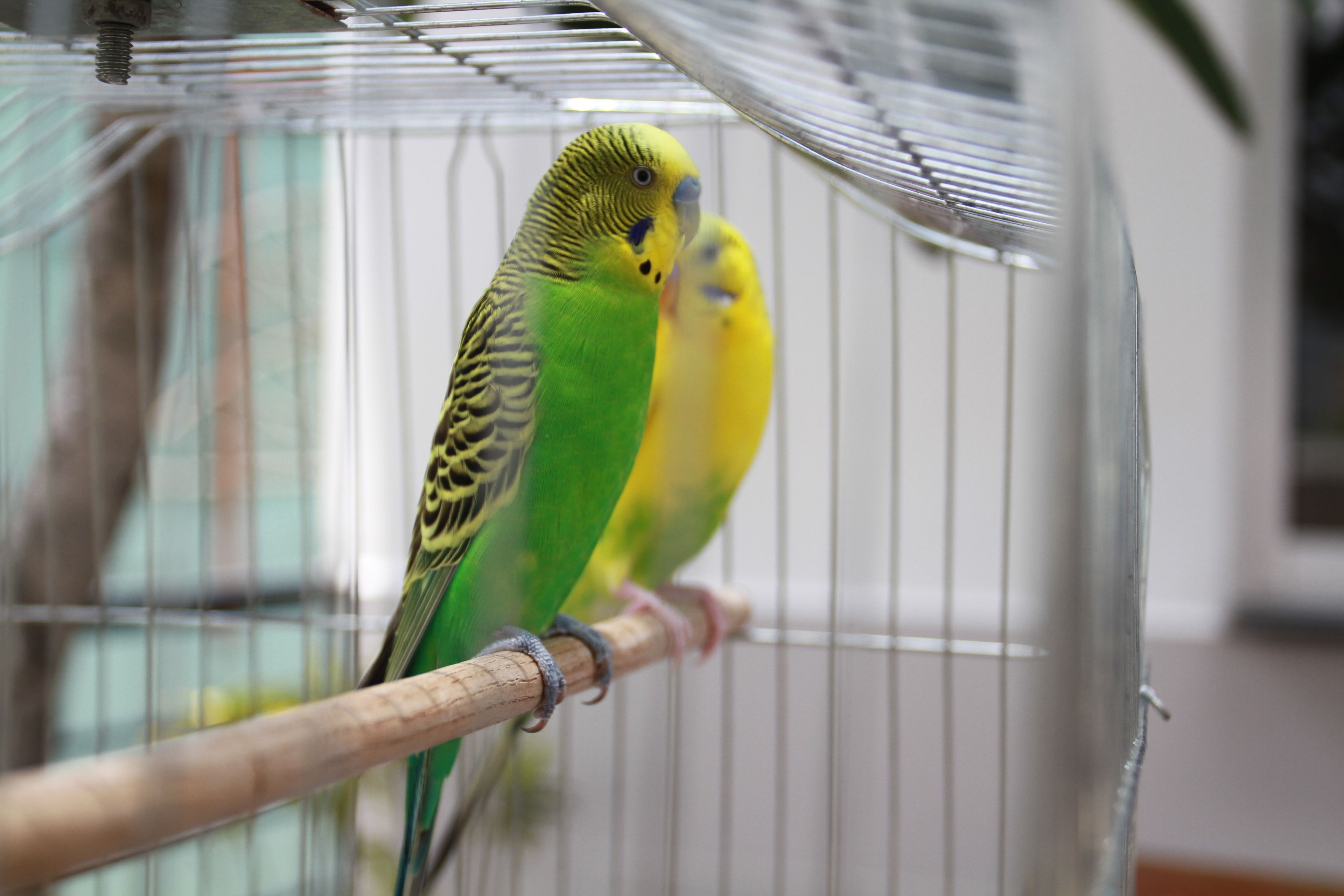 Two birds in a cage with a wooden perch.