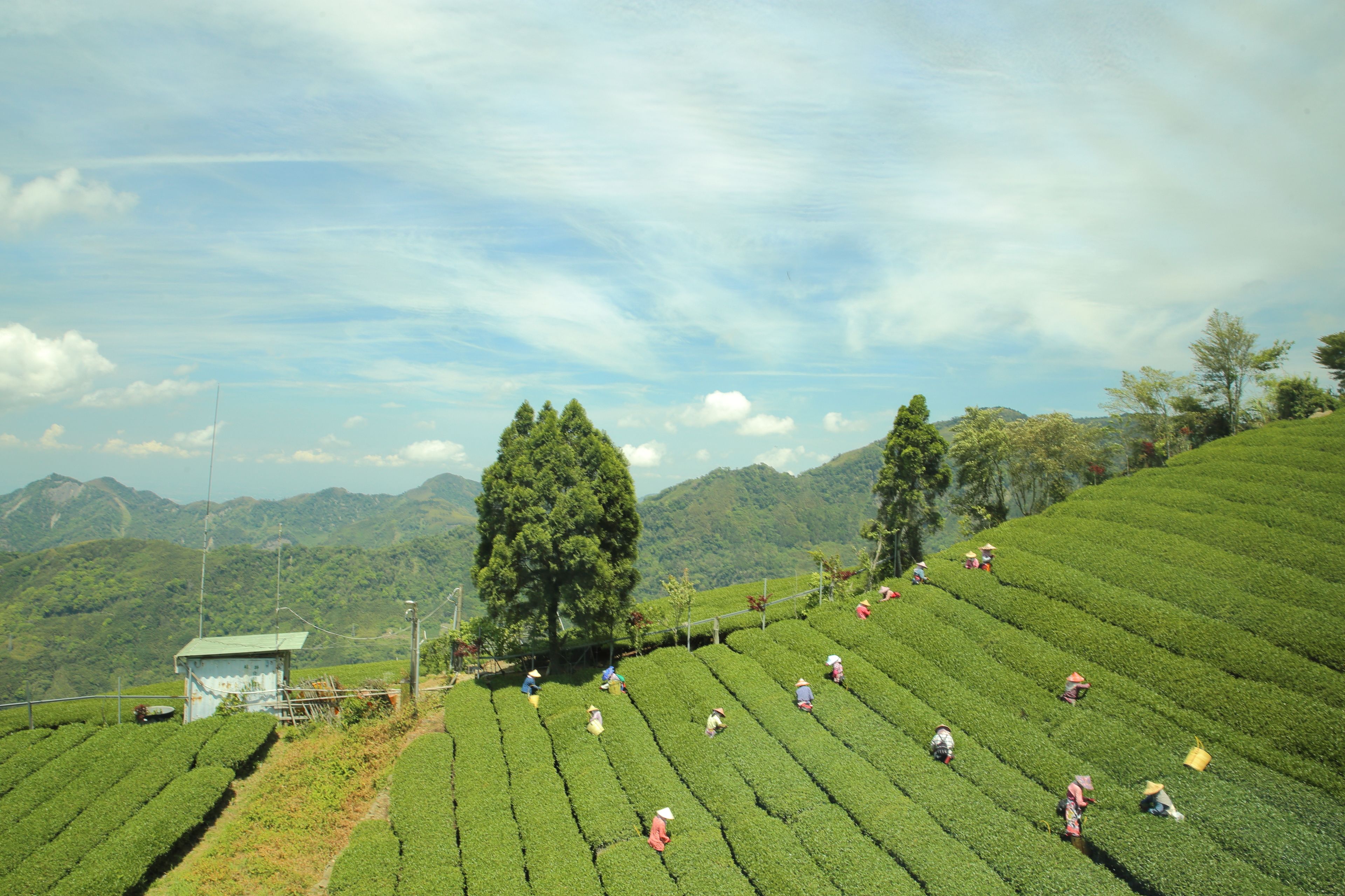 A tea plantation with rows of tea bushes and workers.