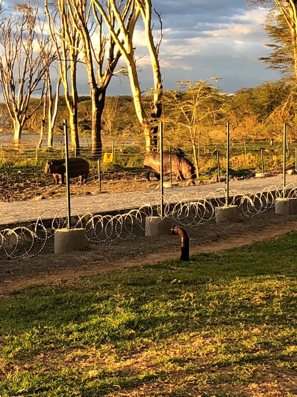 A fenced area with a barbed wire perimeter, a grassy foreground, and trees in the background.