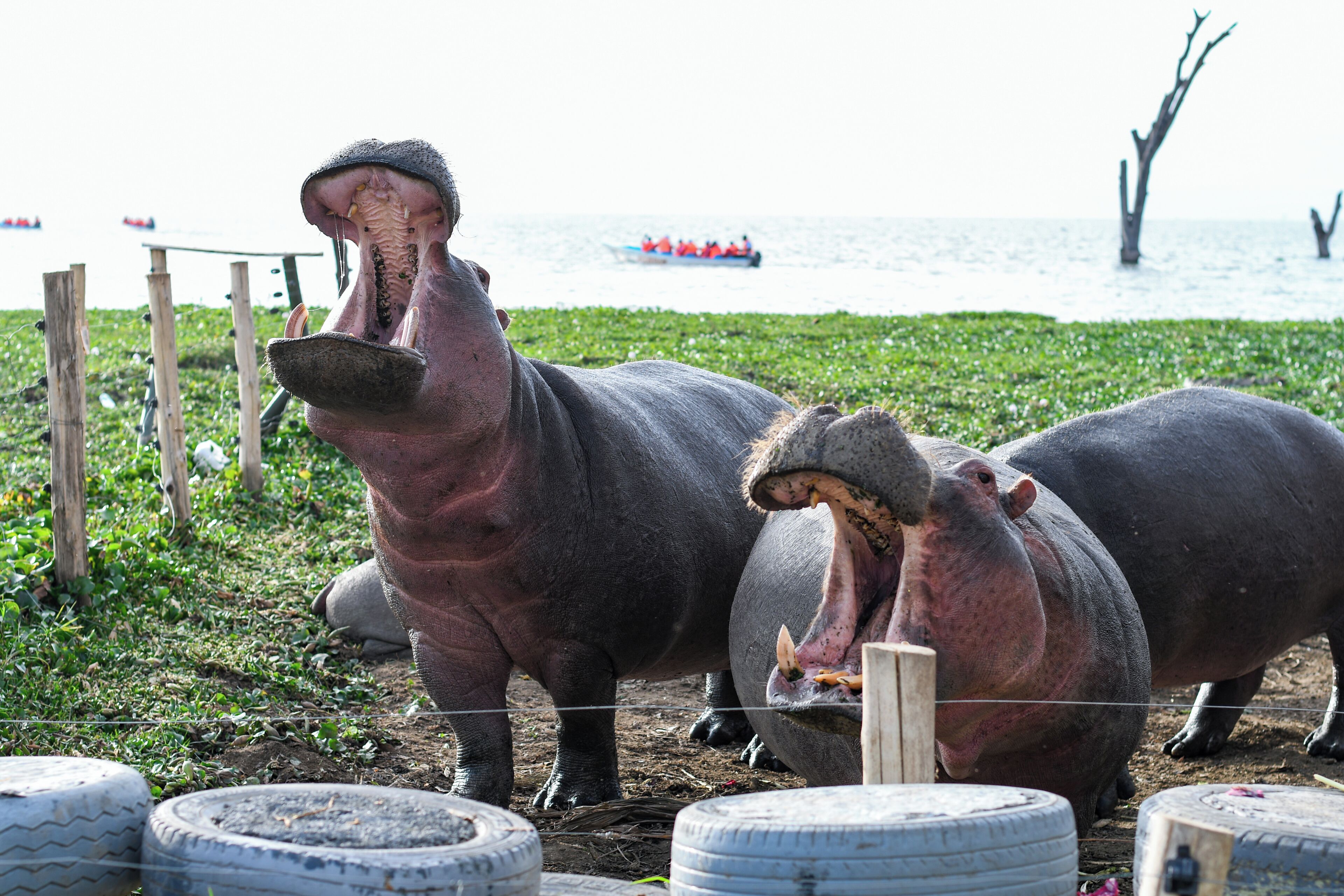 Two hippos in a fenced enclosure with a body of water and boats in the background.