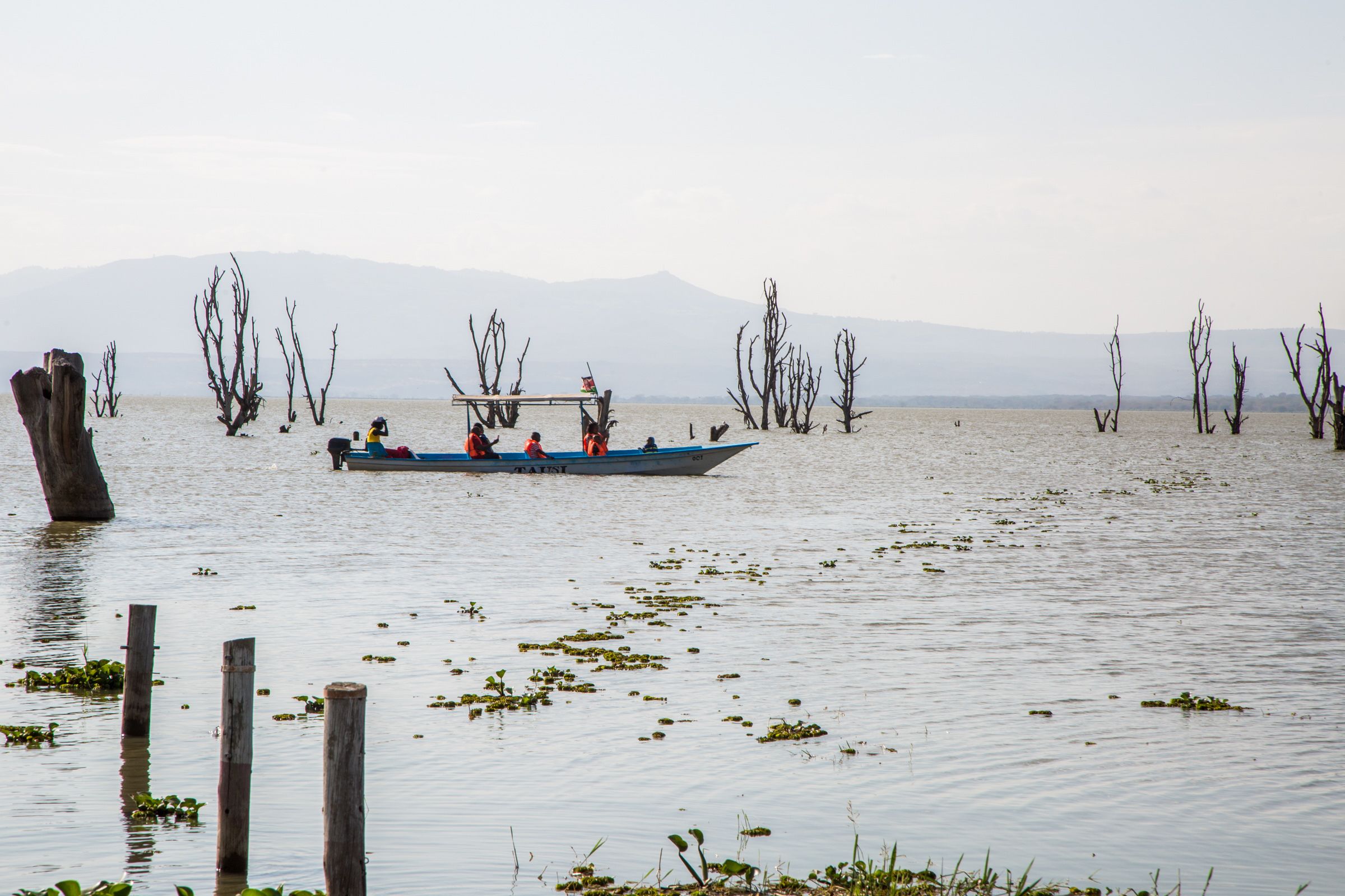 Un bote con pasajeros navegando en aguas tranquilas, rodeado de árboles secos.