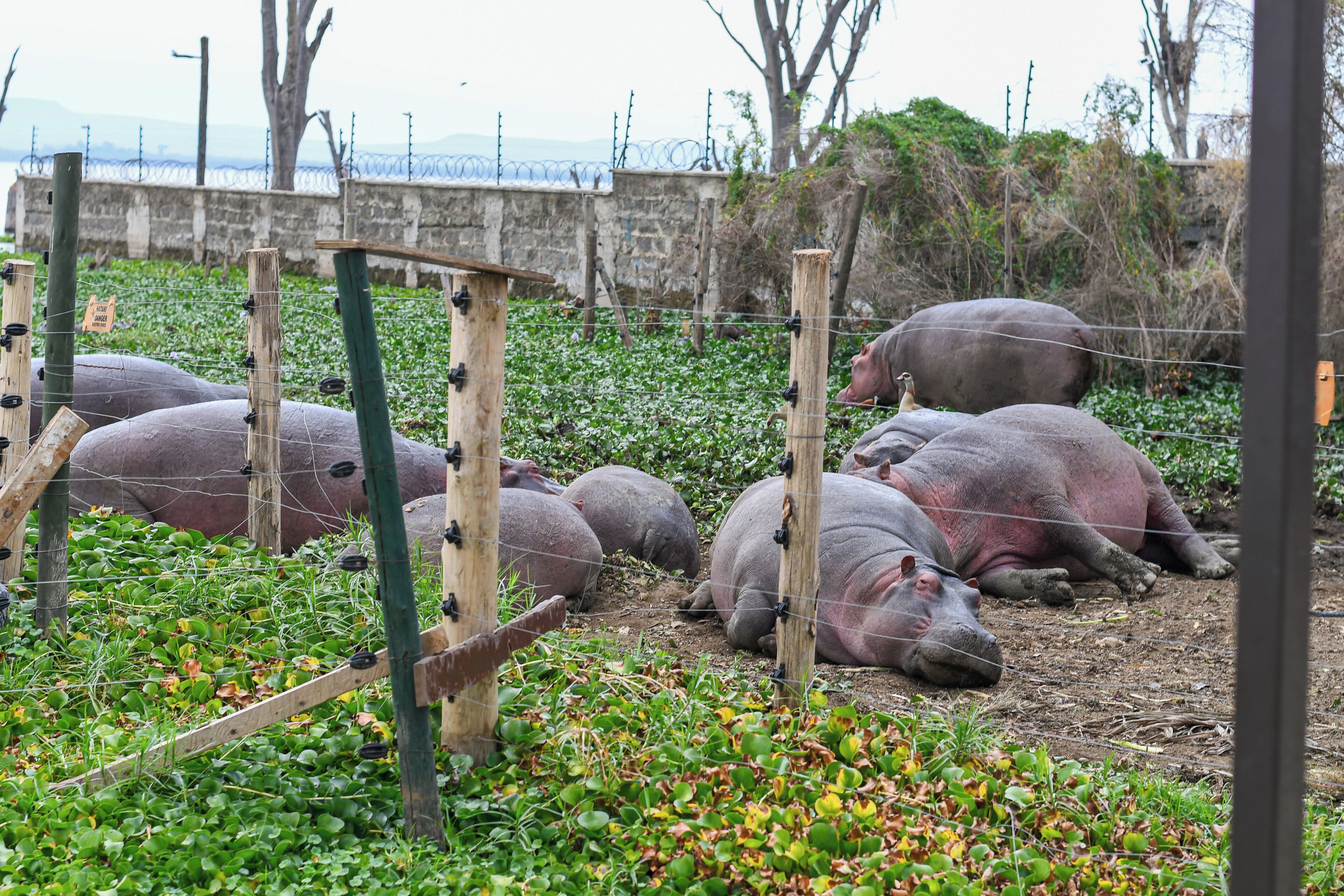 A group of hippos resting in a fenced enclosure with a stone wall and barbed wire in the background.