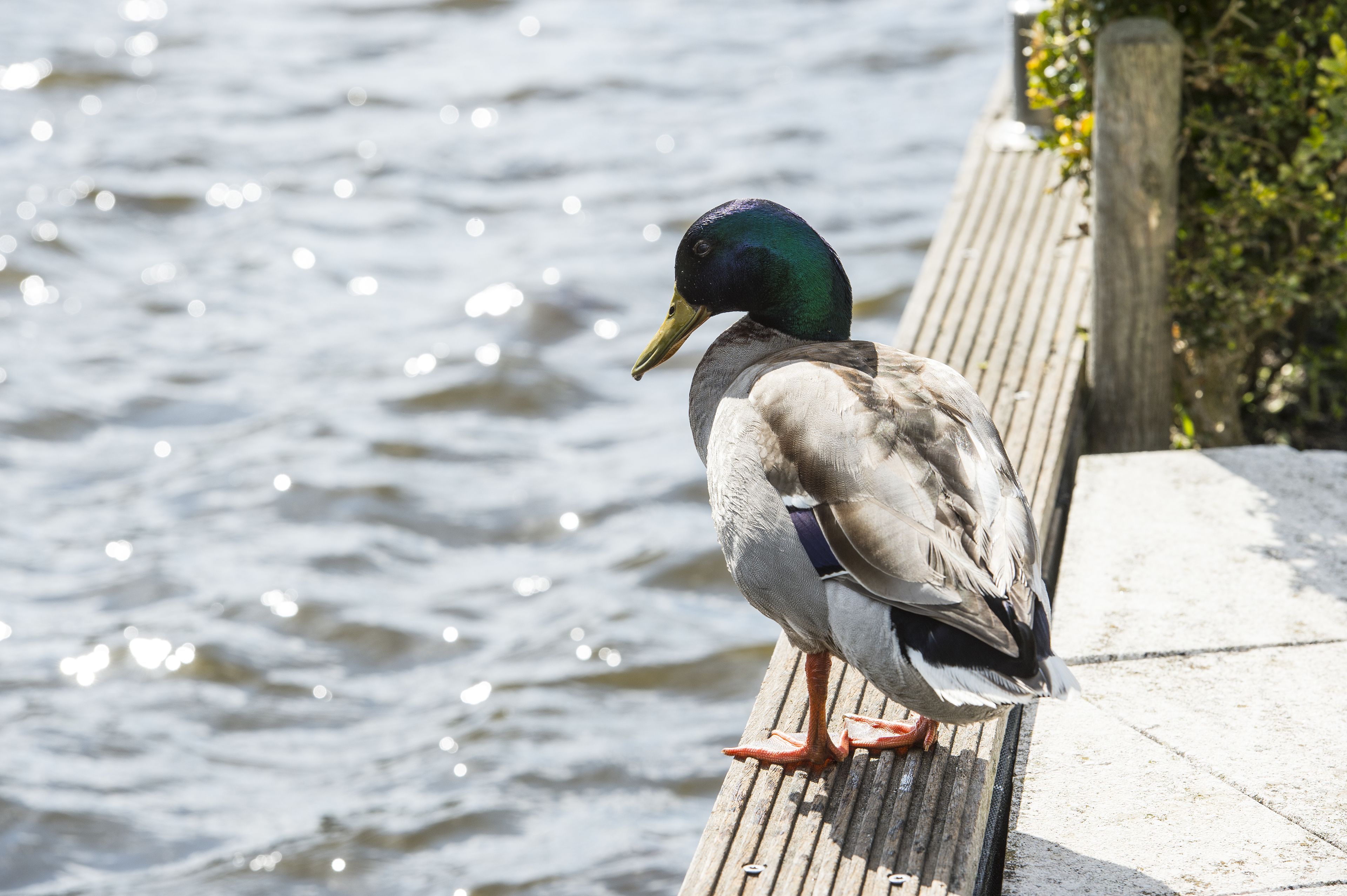 A duck standing on a wooden dock by a body of water.
