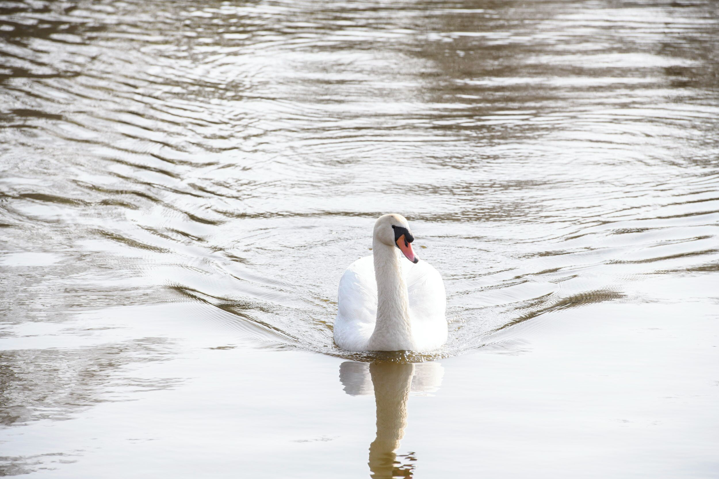 A swan swimming in calm water.