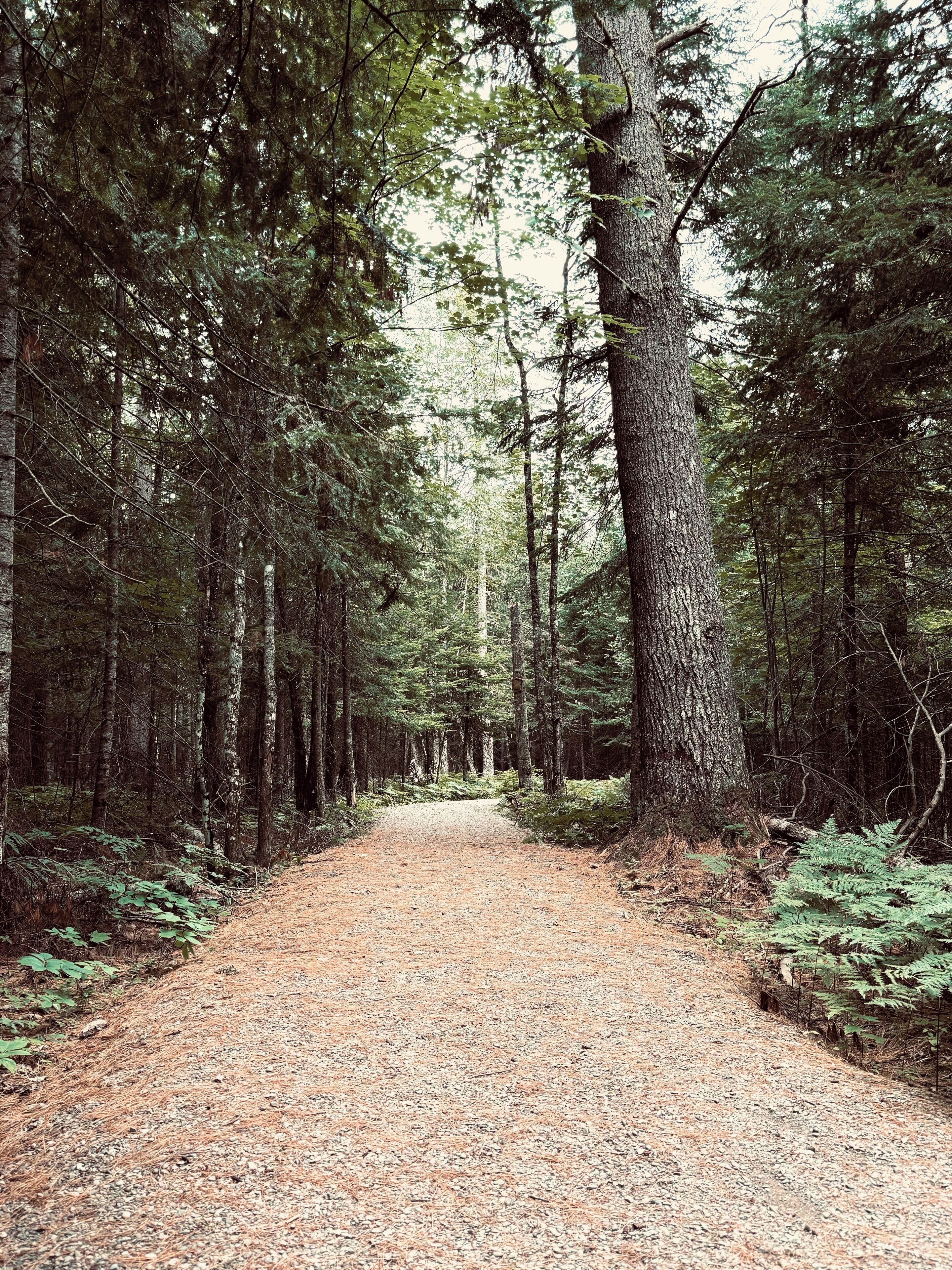 A forest path surrounded by tall trees and ferns.