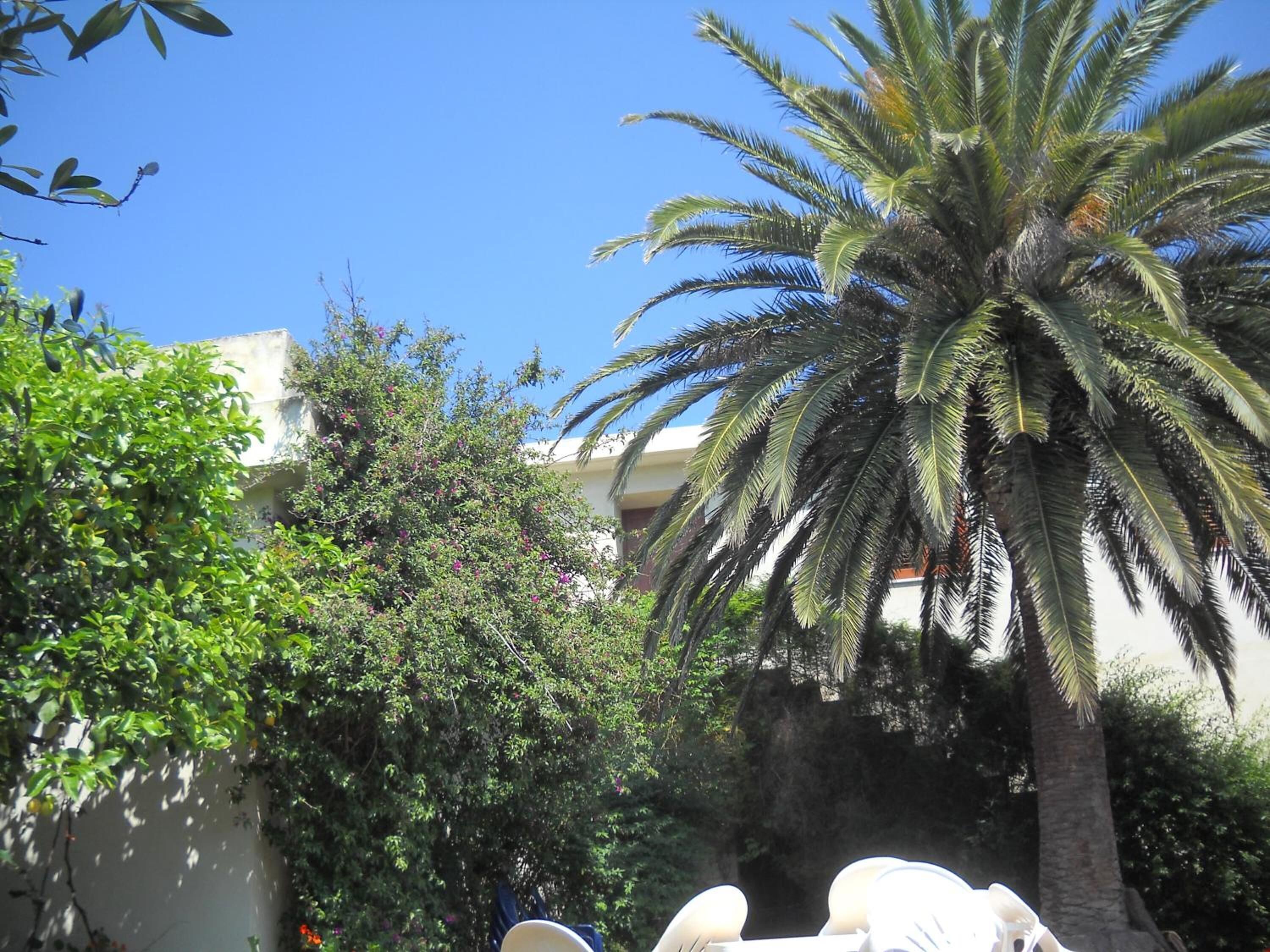 A courtyard with a palm tree, dense foliage, and a building in the background.