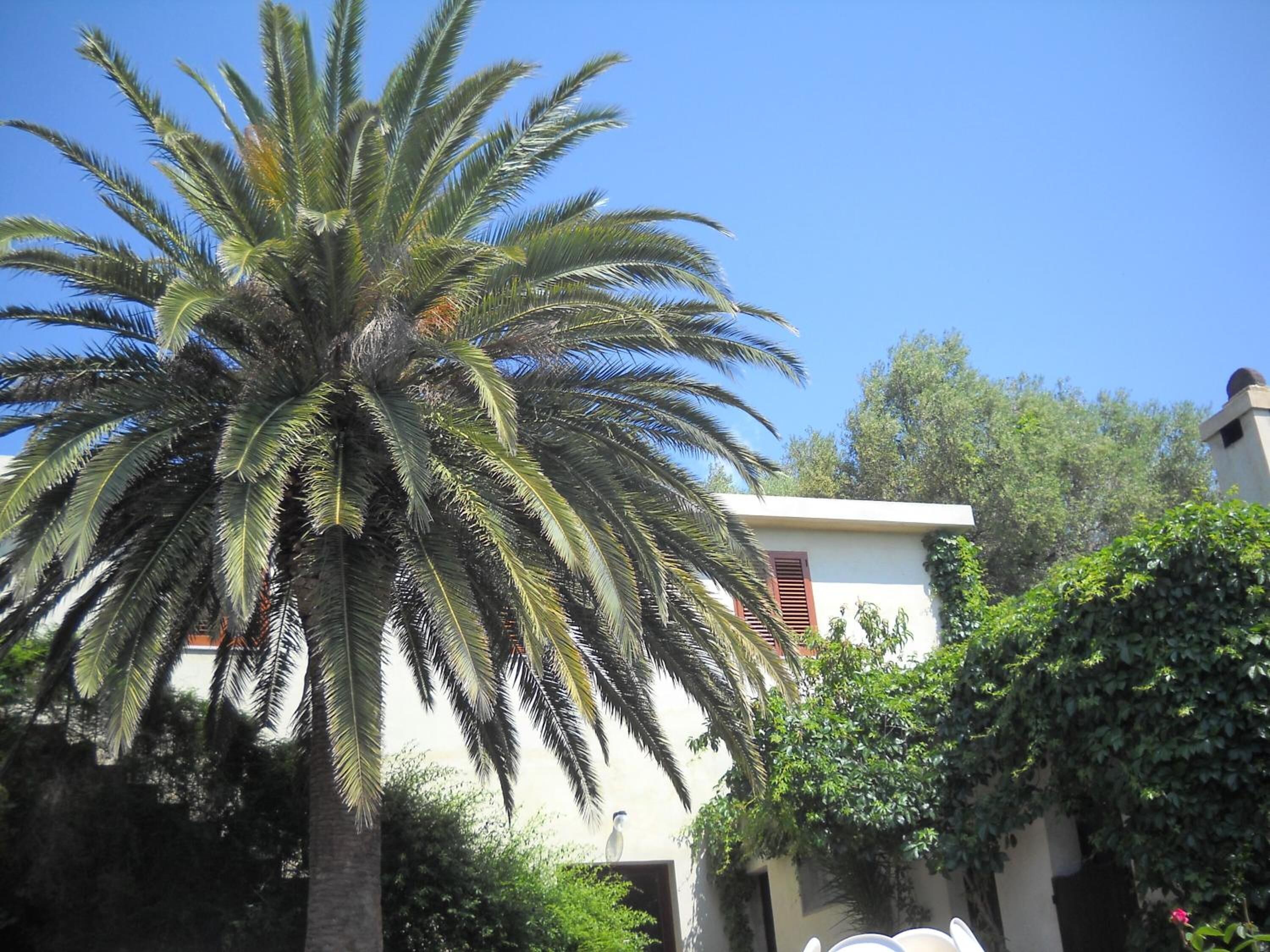 A building with a white facade, a red window, and a palm tree in the foreground.