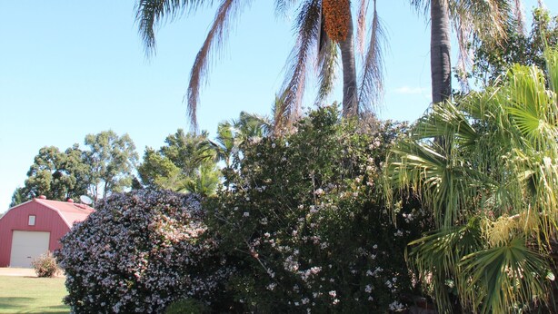 A red barn, a palm tree, and a flowering bush. - Childers Gateway Motor Inn (Childers)