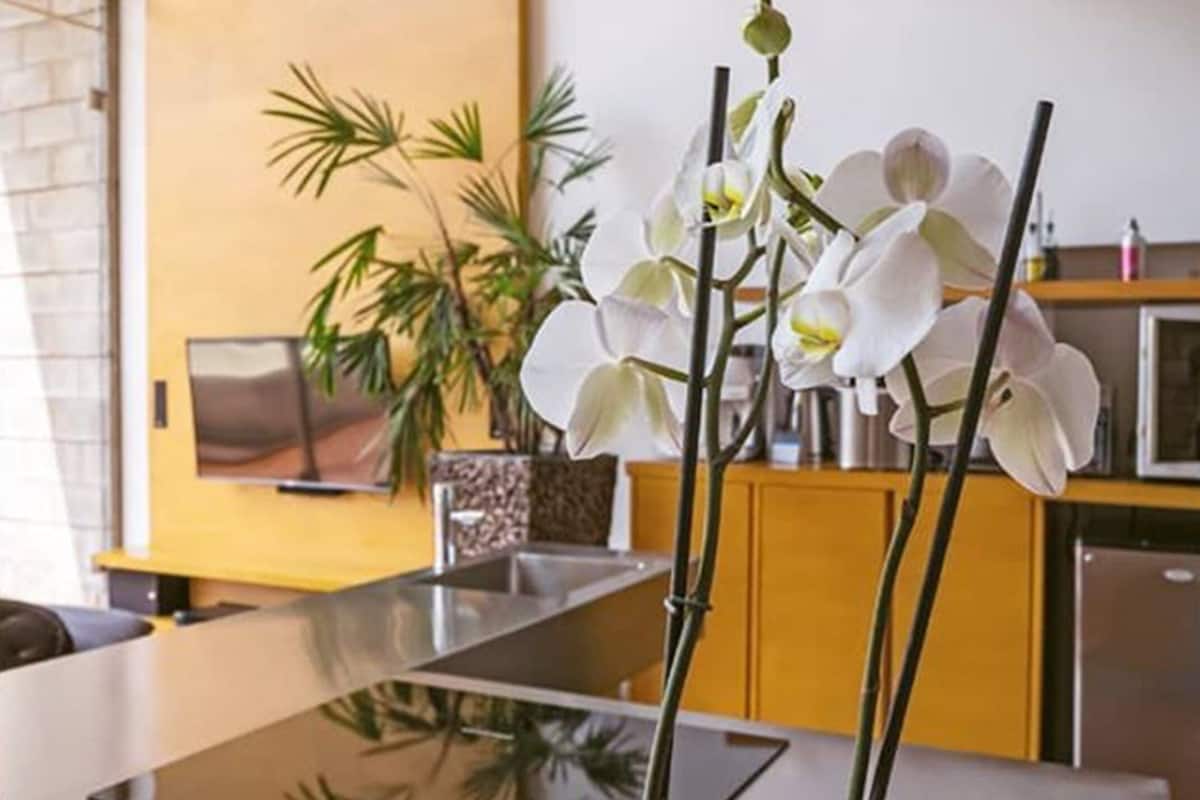 room (junior suite) | private kitchen | full-sized fridge, microwave, dishwasher, coffee/tea maker