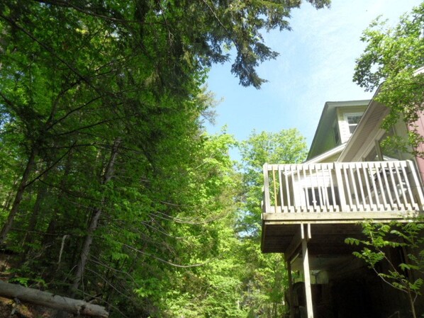 A wooden deck with railings, surrounded by dense green foliage and trees.