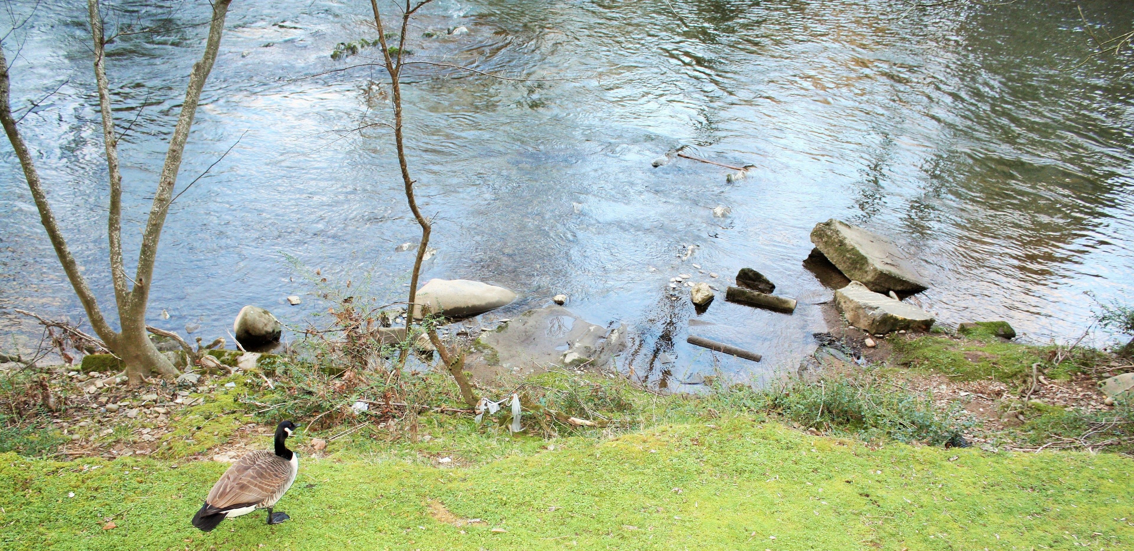 A pond with ducks and a goose, surrounded by rocks and trees.