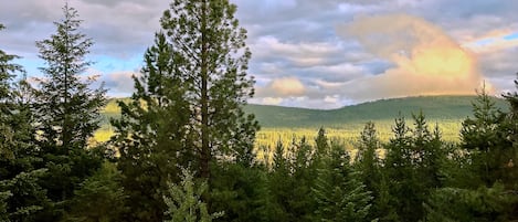 A forested landscape with a variety of trees and a dirt path.
