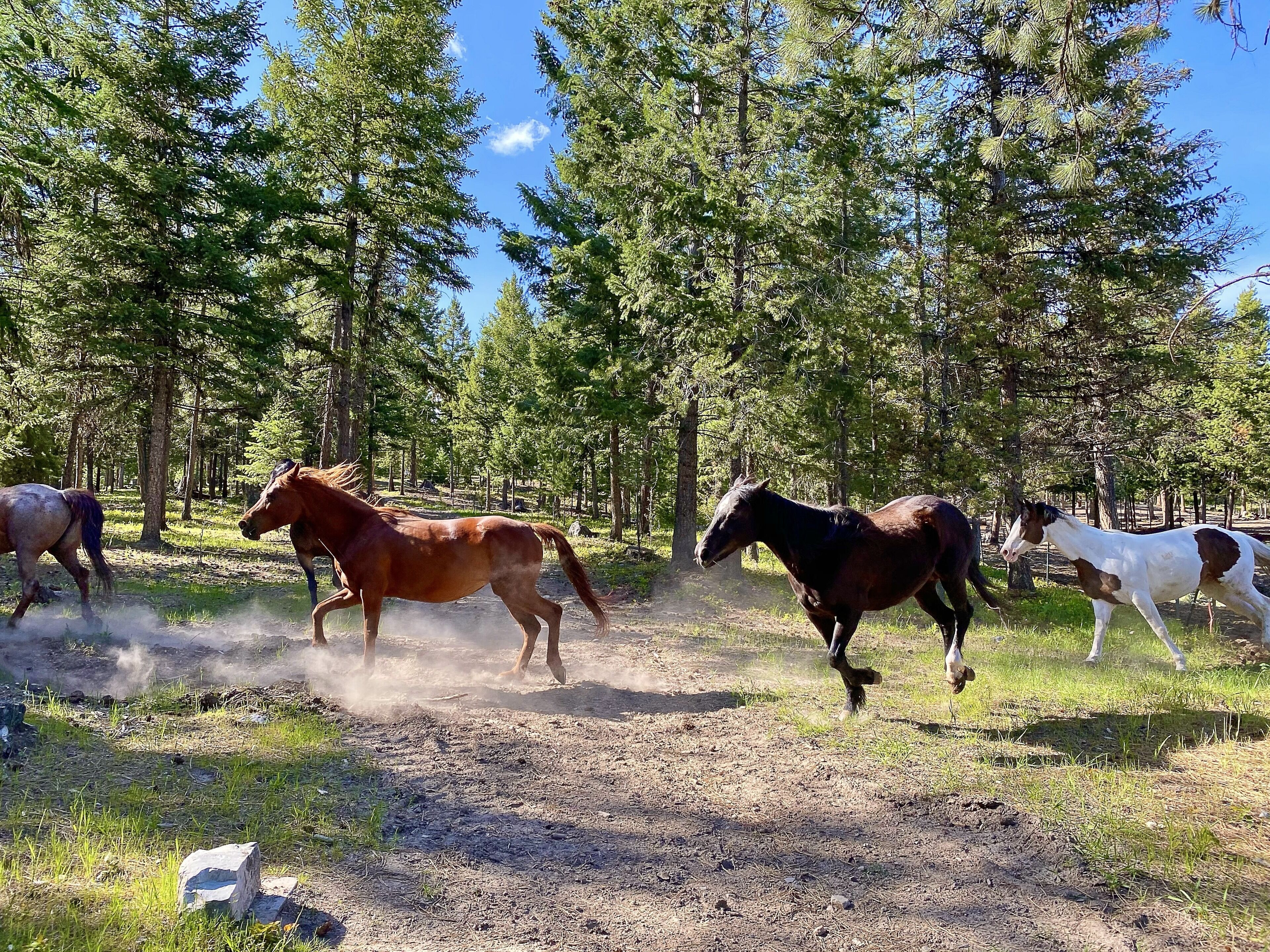 A group of horses running in a forested area with trees and a dirt path.