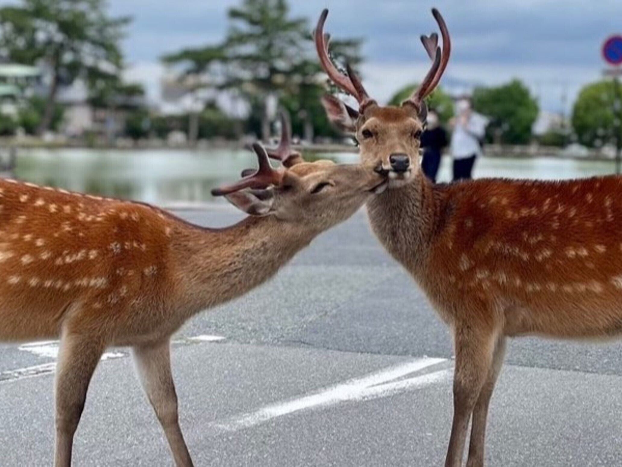 Two deer facing each other on a paved surface with trees and a body of water in the background.