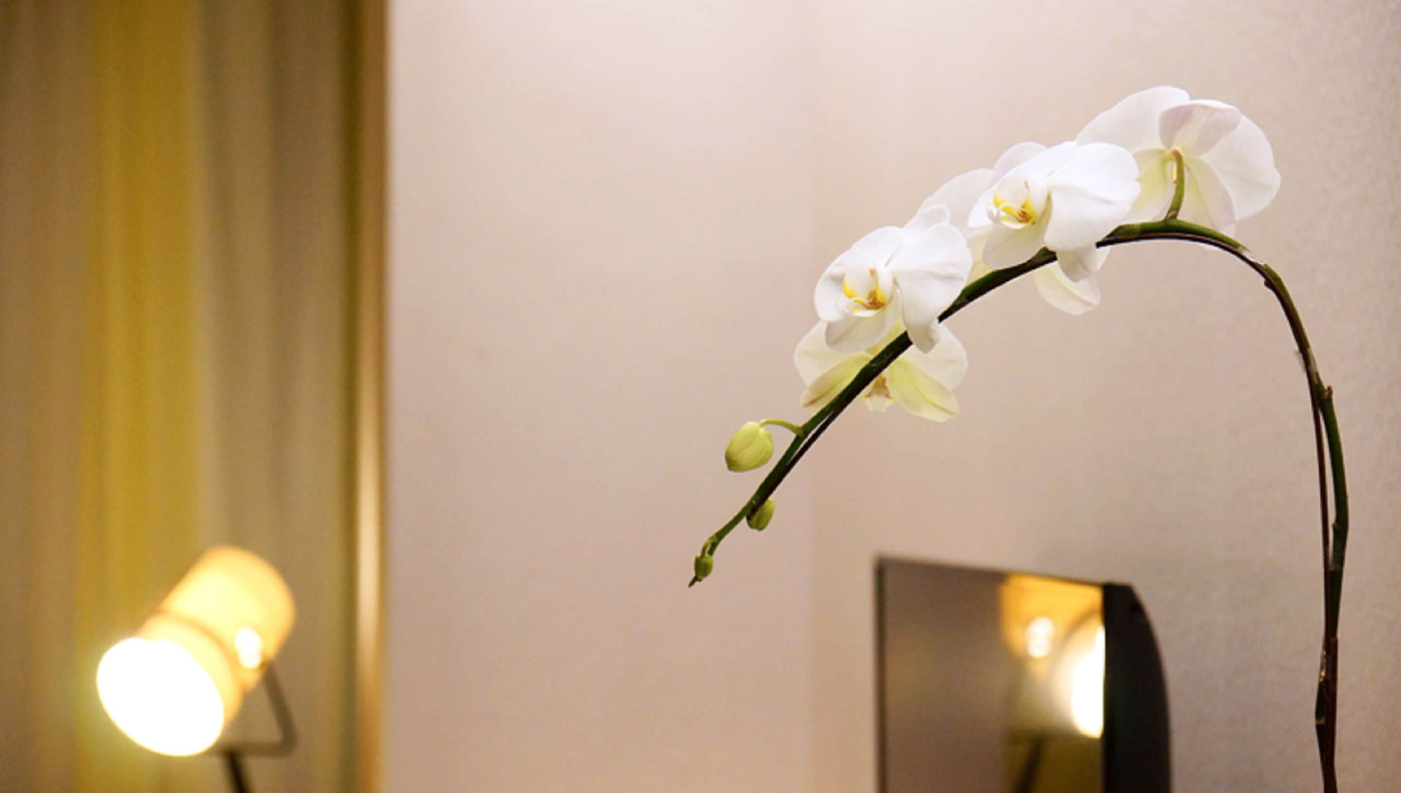A white orchid in a vase on a table with a lamp in the background.