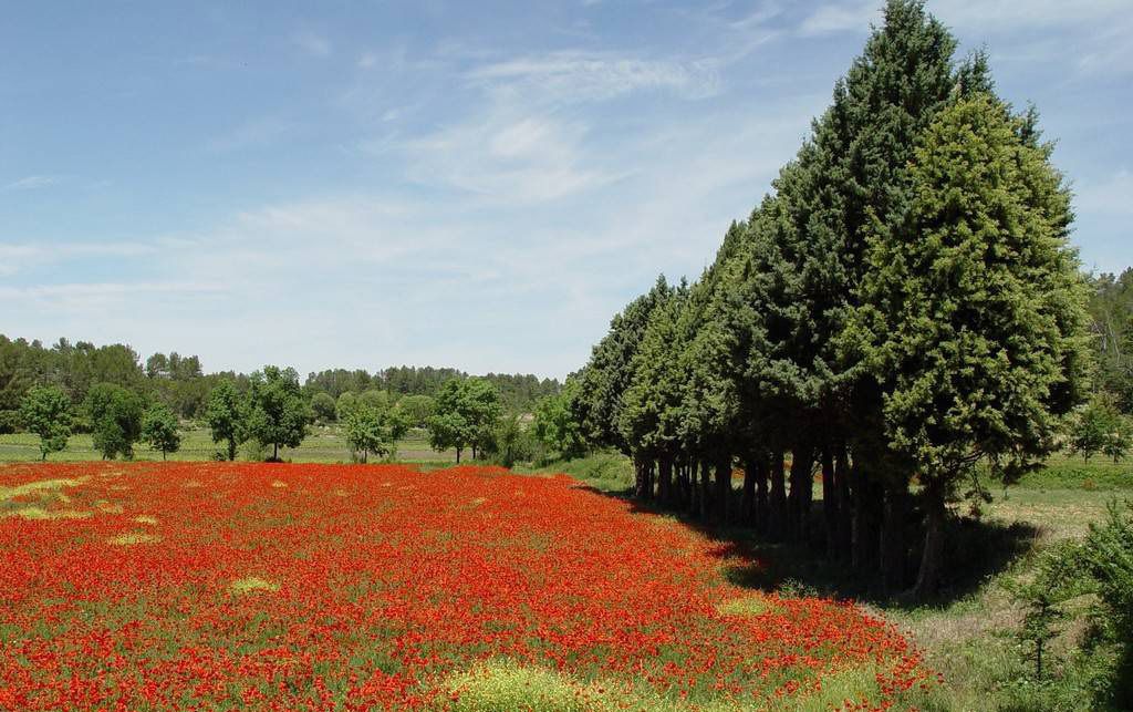 Un campo de flores rojas con un gran árbol de coníferas al fondo.