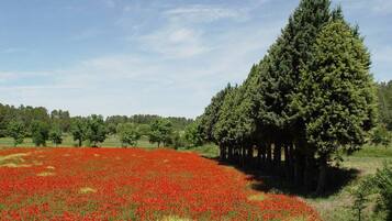 Un campo de flores rojas con un gran árbol de coníferas al fondo.