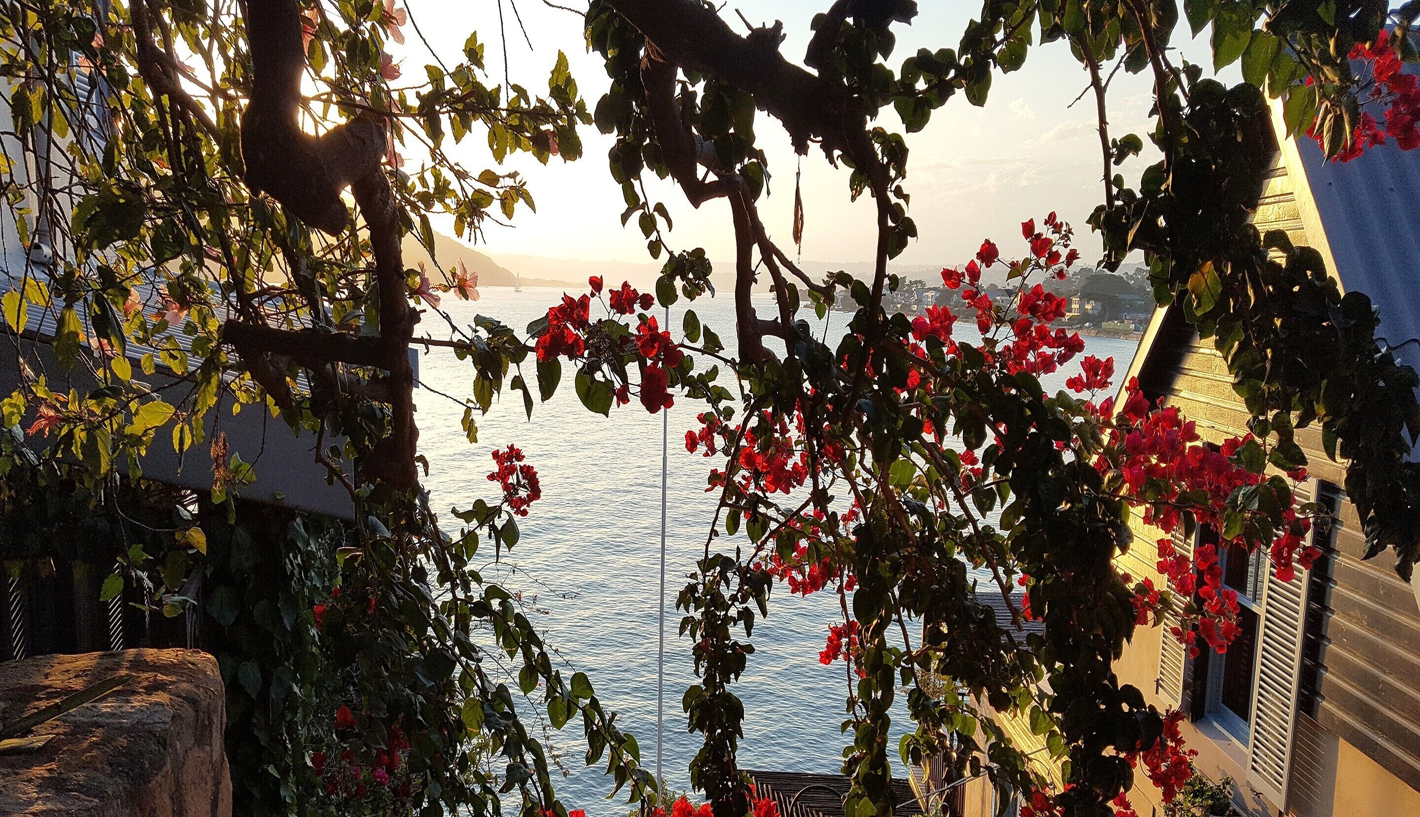 A balcony with a view of the sea, surrounded by greenery and red flowers.
