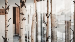 Een rij berkenbomen in een moderne, overdekte omgeving.
