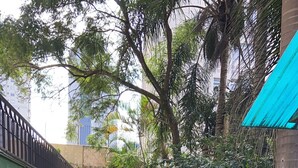 A courtyard with a green rubberized floor, surrounded by trees and plants, featuring a bench and potted plants. - Nomade In Arte e Hostel São Paulo (São Paulo)