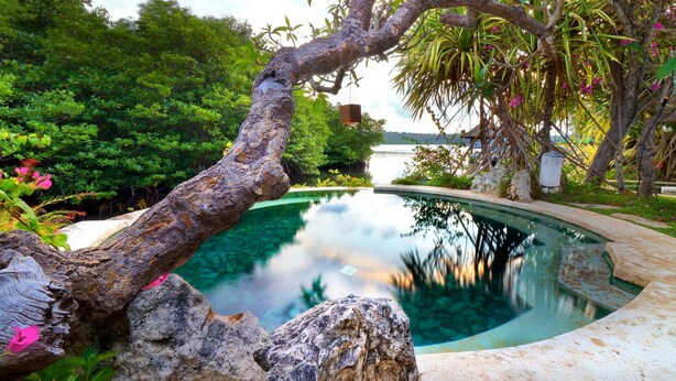 Uma área de piscina tranquila com design natural, apresentando borda de piscina curva, um tronco de árvore grande e vegetação exuberante.
