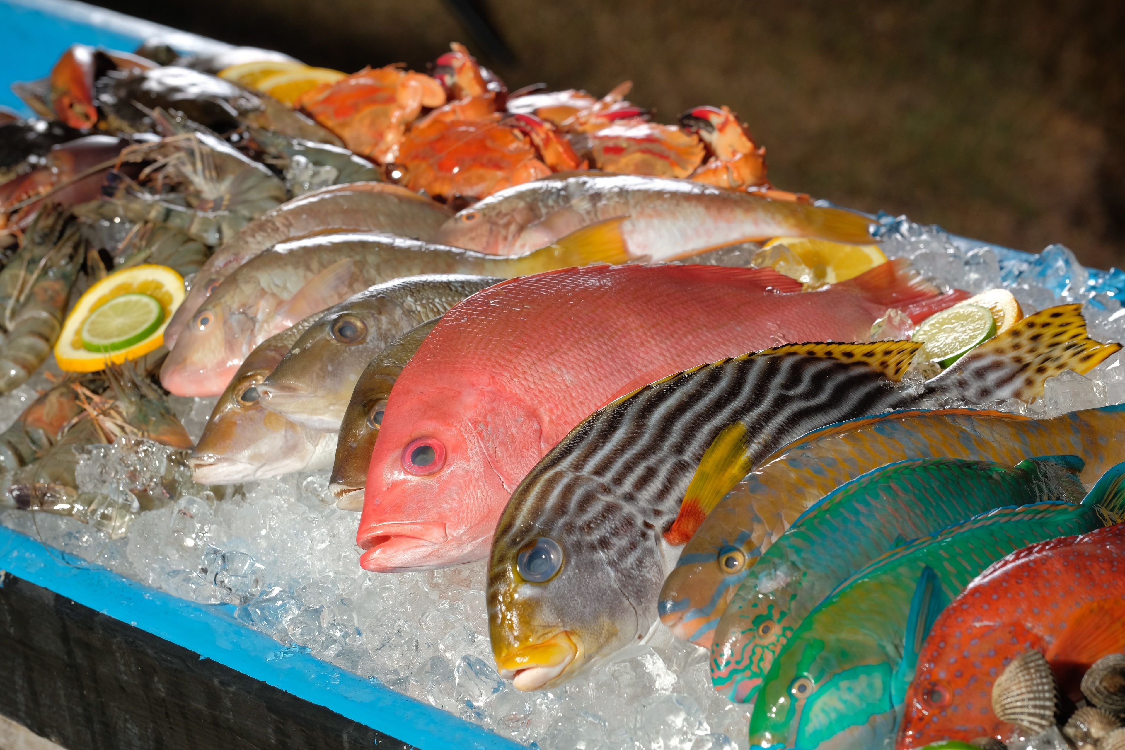A variety of seafood on ice, including fish and lobsters.