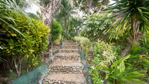 Un escalier en pierre, entouré d’une végétation luxuriante et de plantes tropicales.