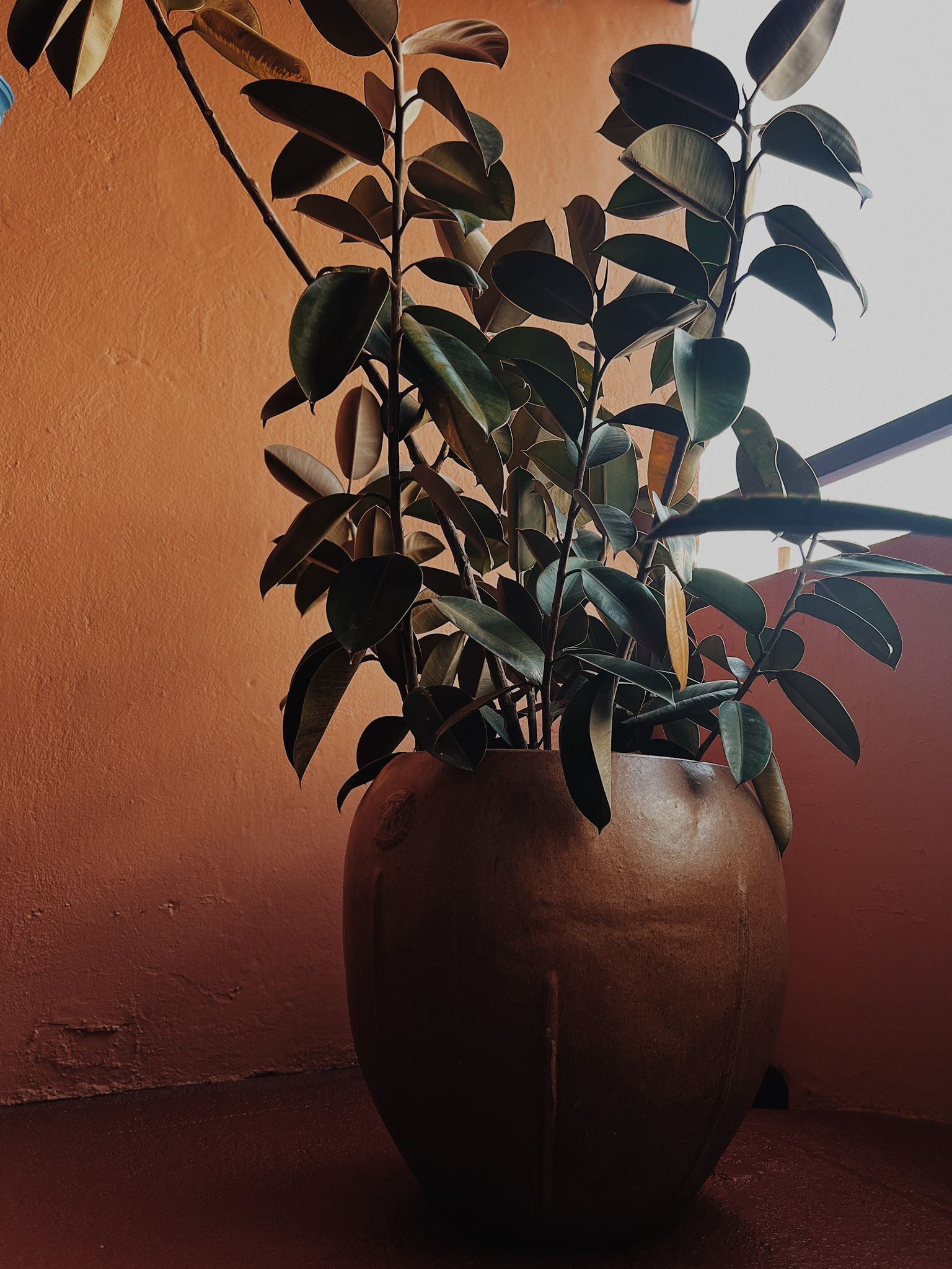 A potted plant with broad leaves in a rustic pot.