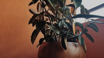 Una planta en maceta de hojas anchas, en una maceta rústica.