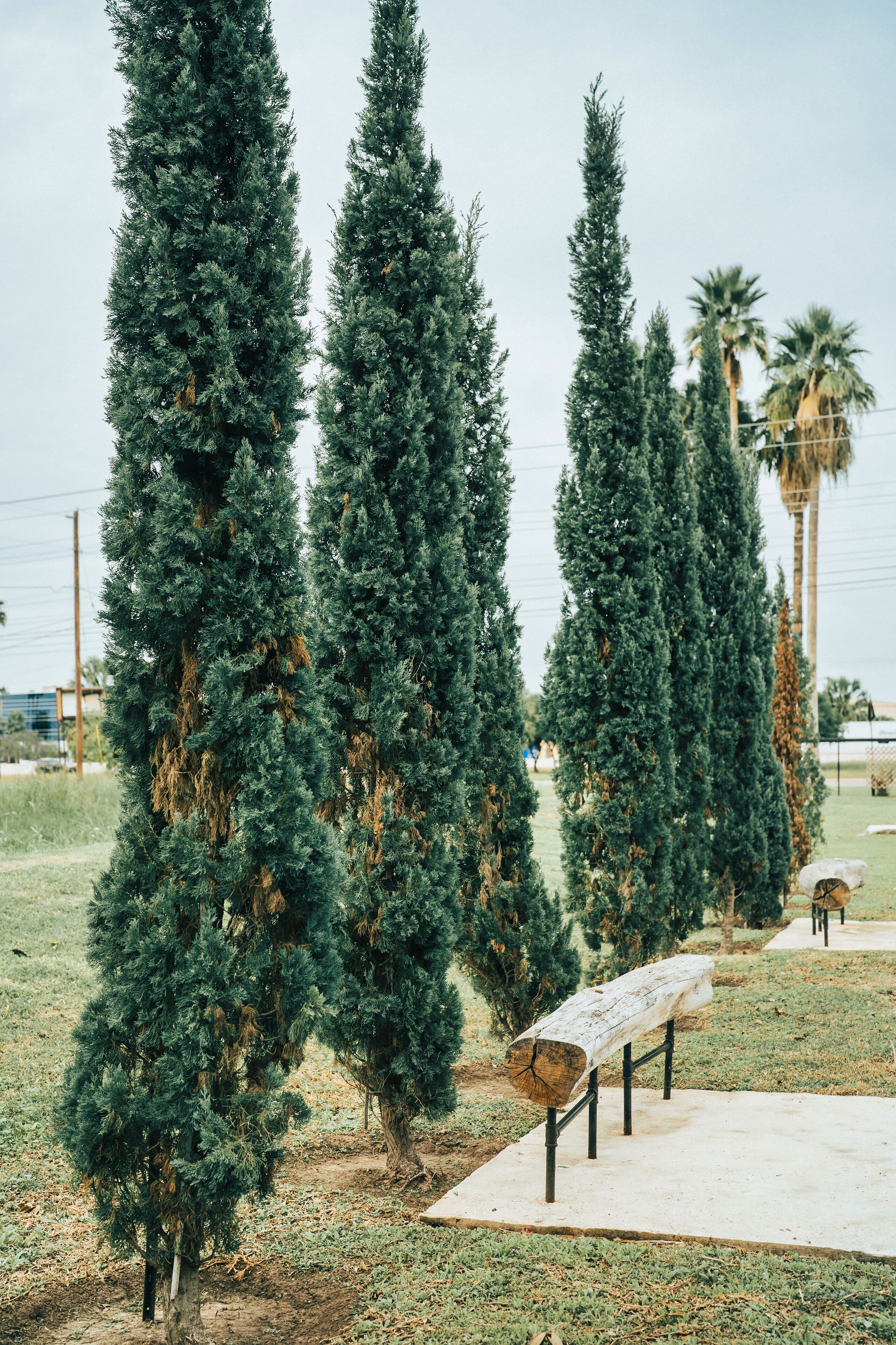 Una fila de altos árboles de hoja perenne en un área ajardinada, con un camino de hormigón y bancos.