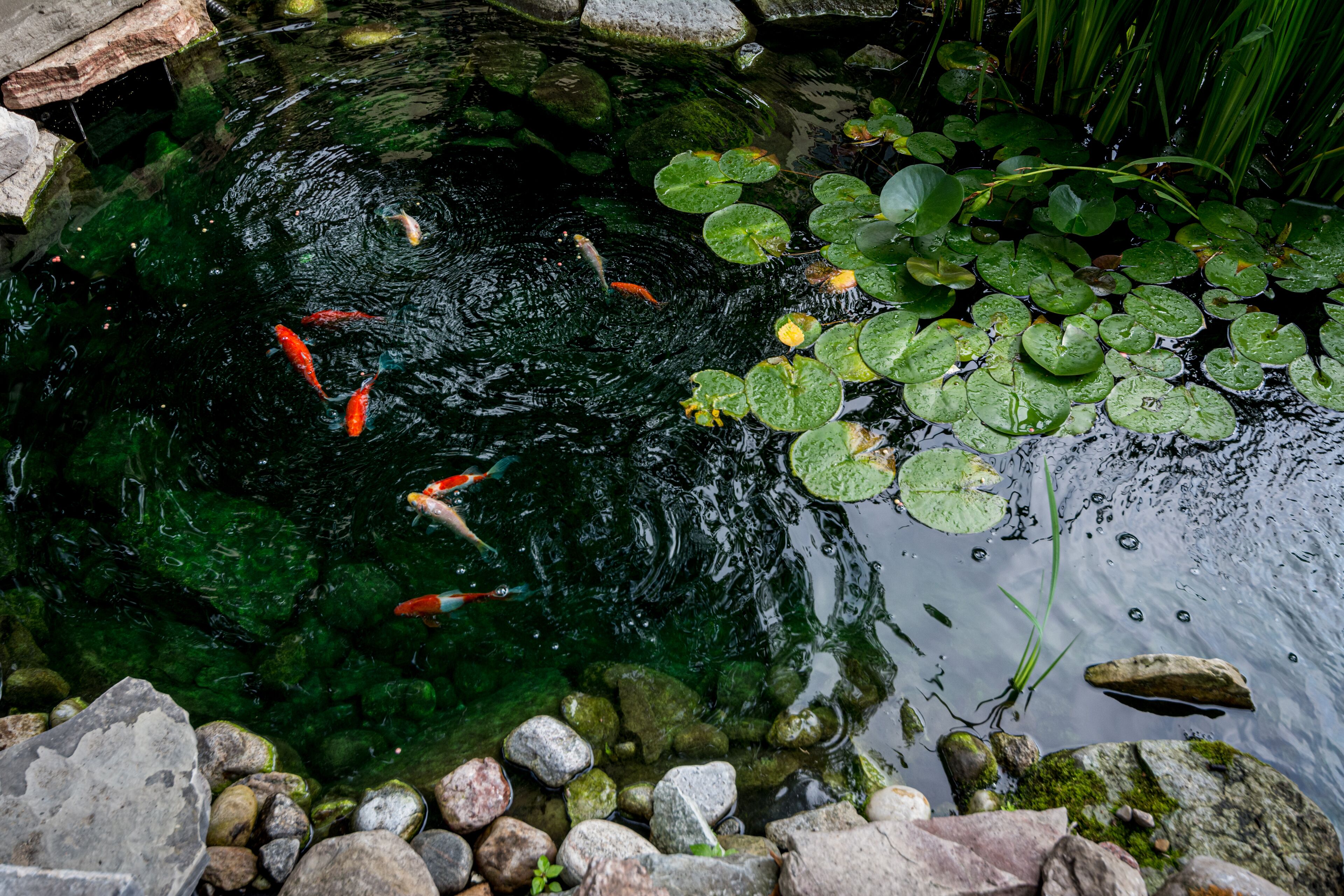 Un estanque con peces koi, lirios y rocas.