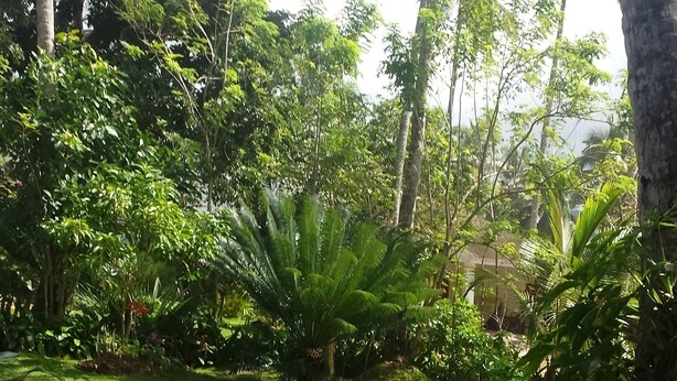Um jardim exuberante com palmeiras e diversas plantas verdes, visto de uma varanda com guarda-corpo branco.
