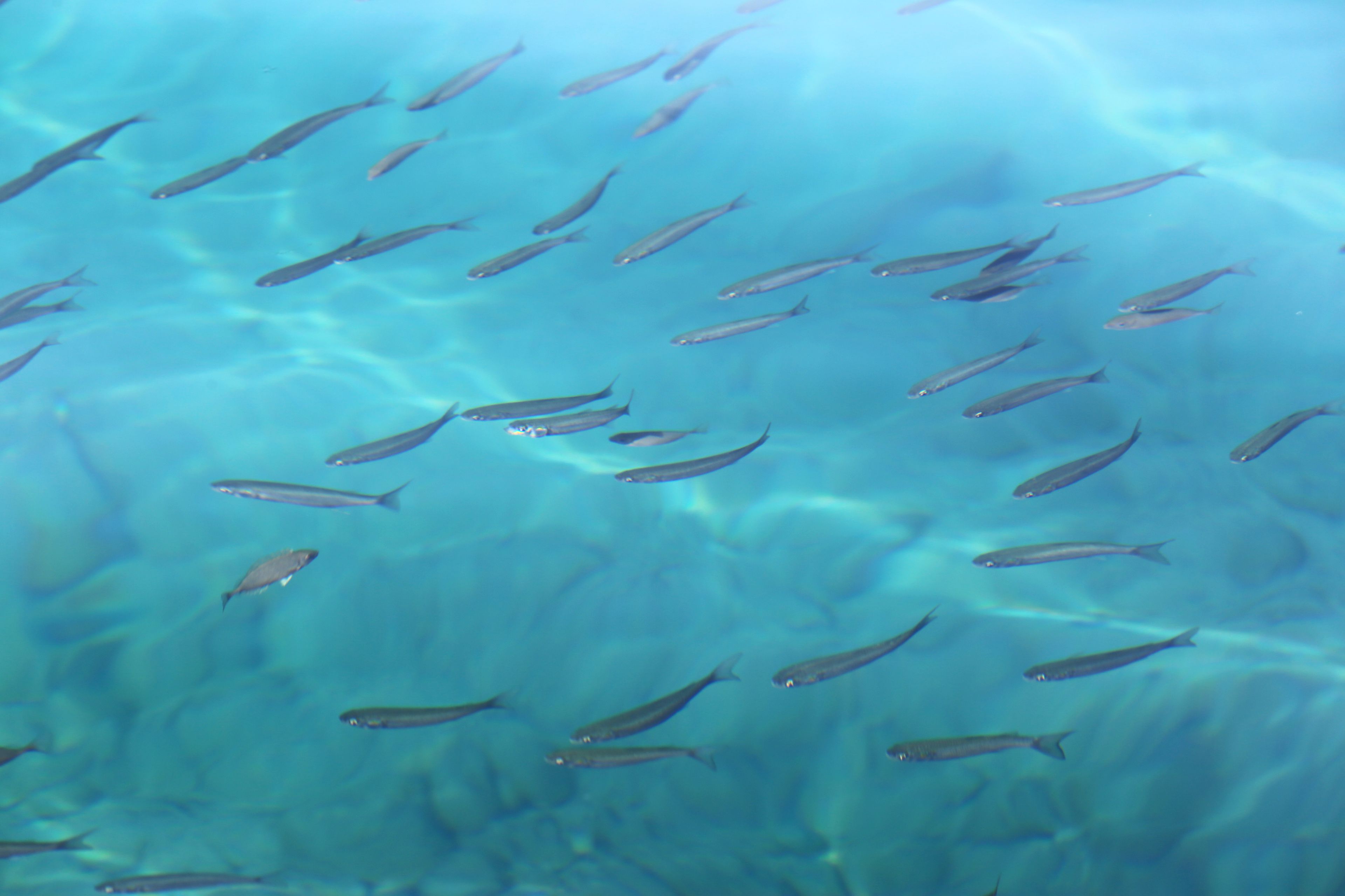 private beach nearby, sun-loungers, beach umbrellas, scuba diving