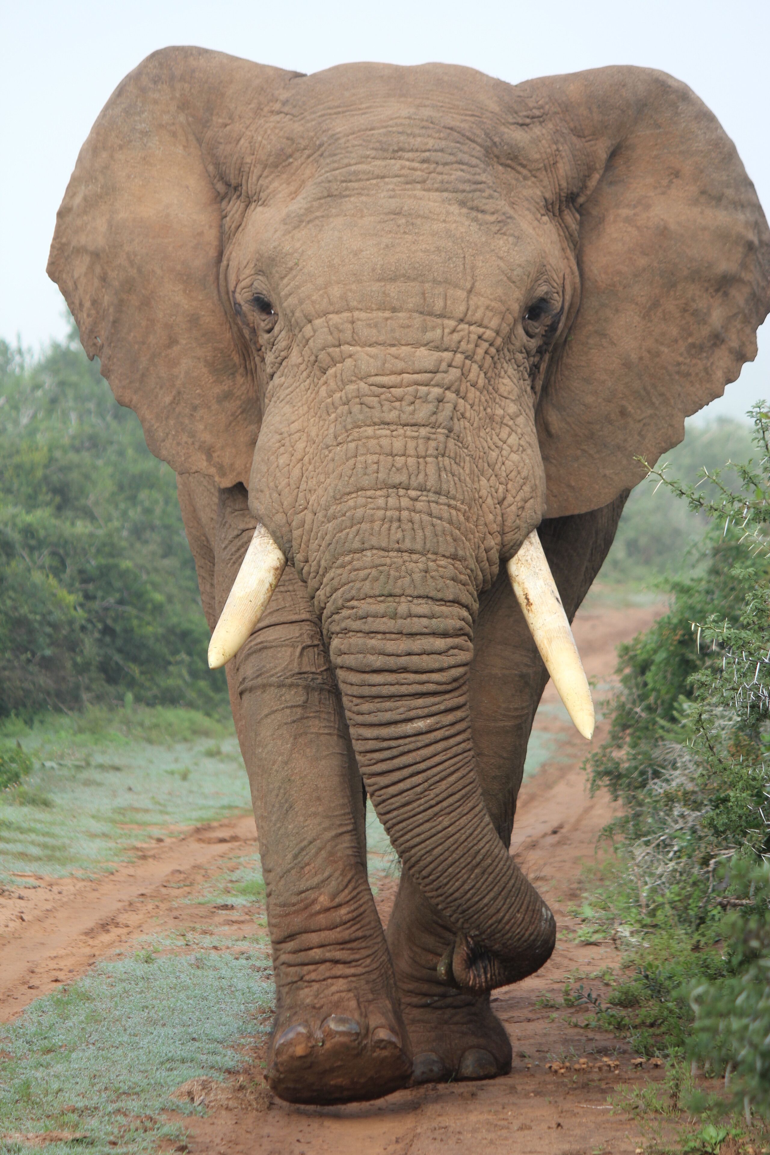 An elephant walking on a dirt path with greenery on either side.